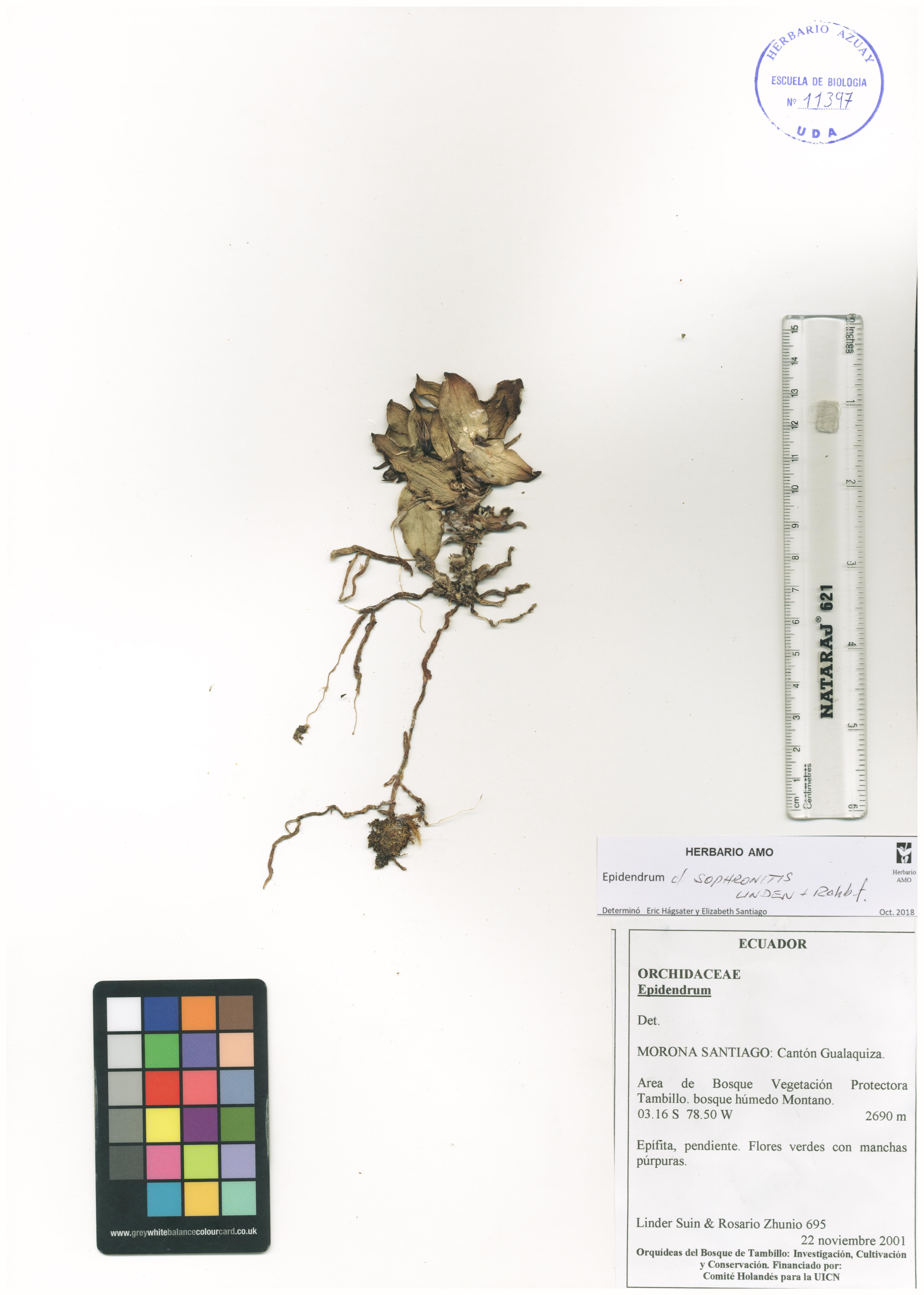 Epidendrum sophronitis Lindl. & Rchb.f.