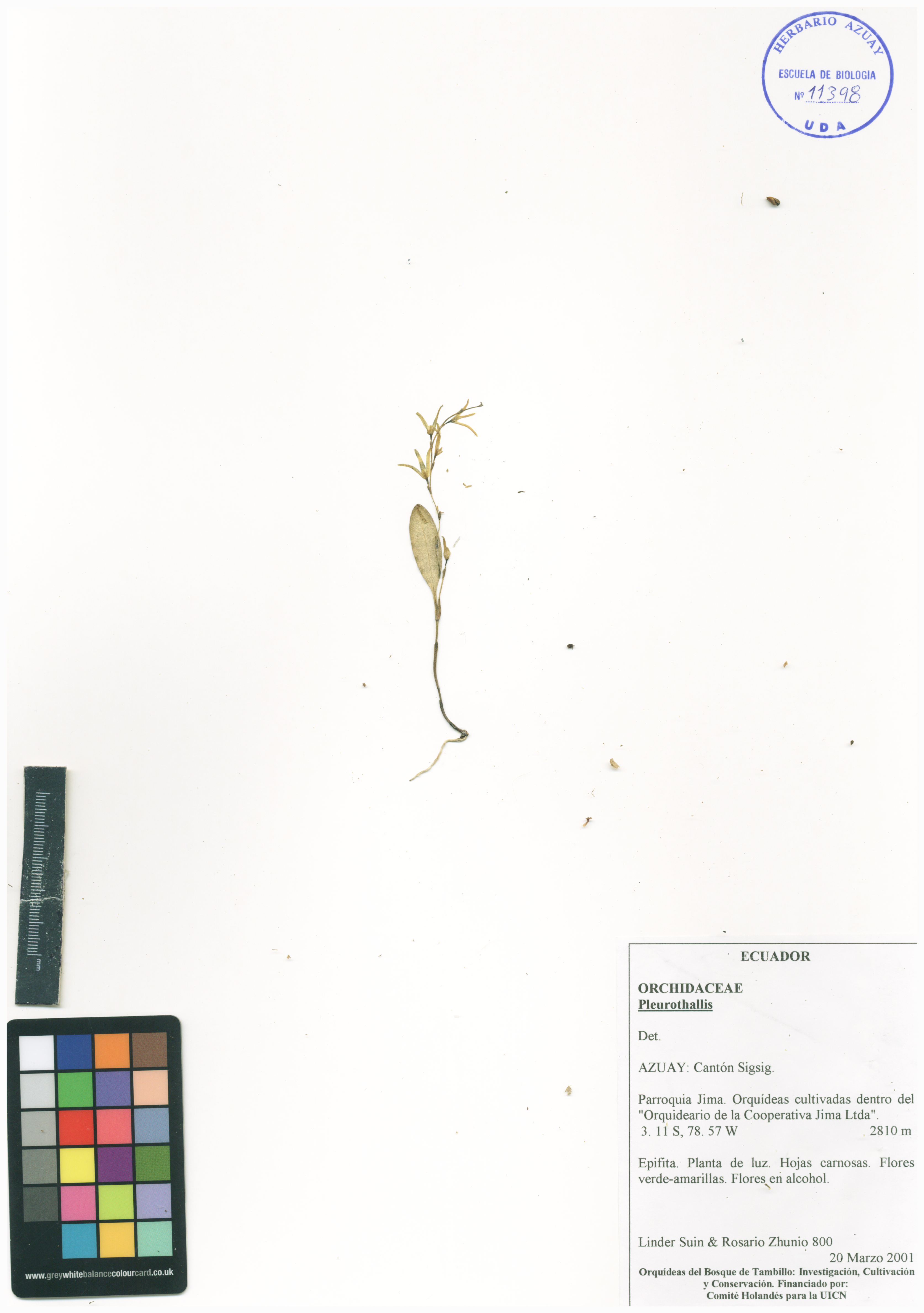 Pleurothallis sin determinar sin determinar