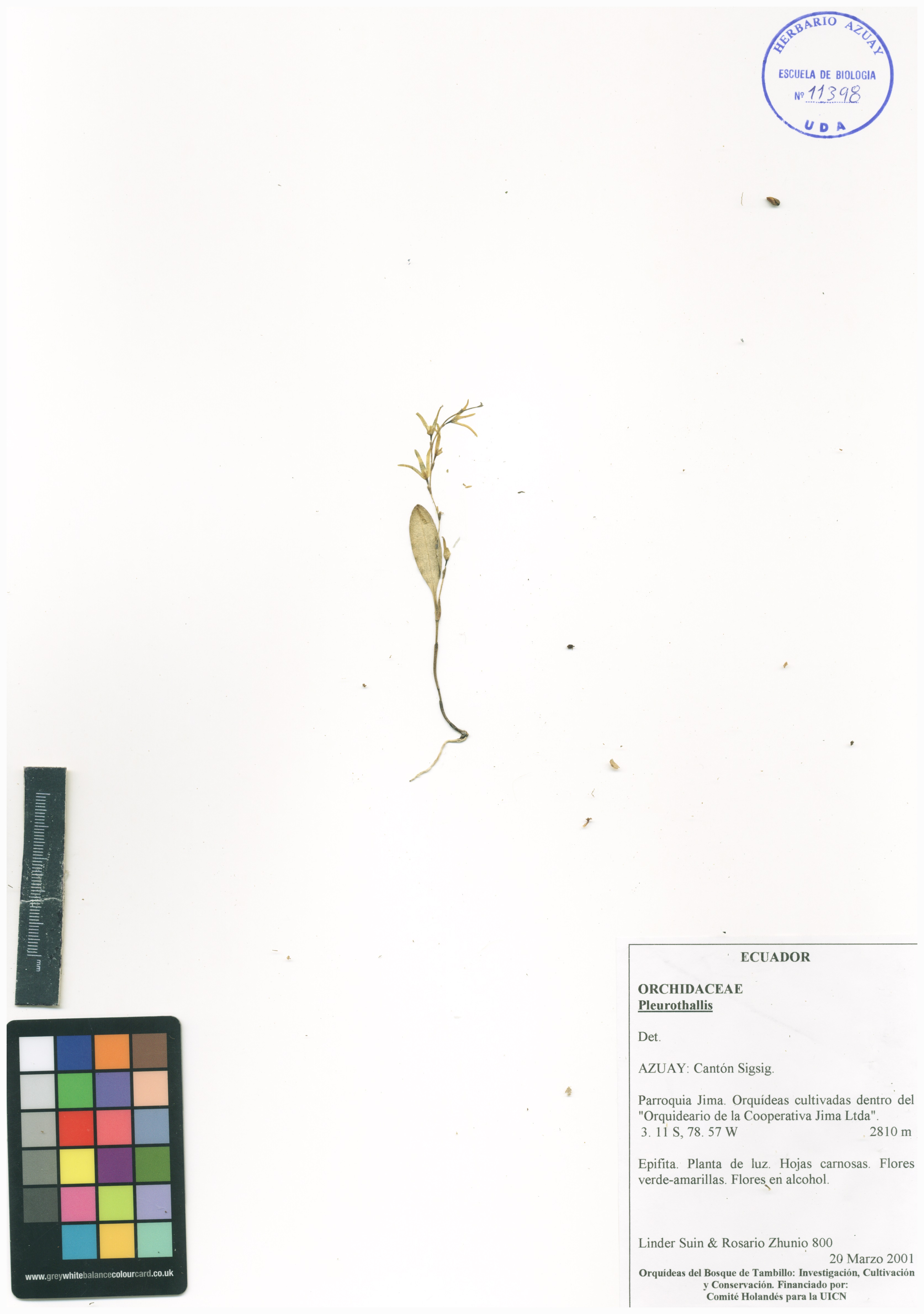 Pleurothallis sin determinar sin determinar