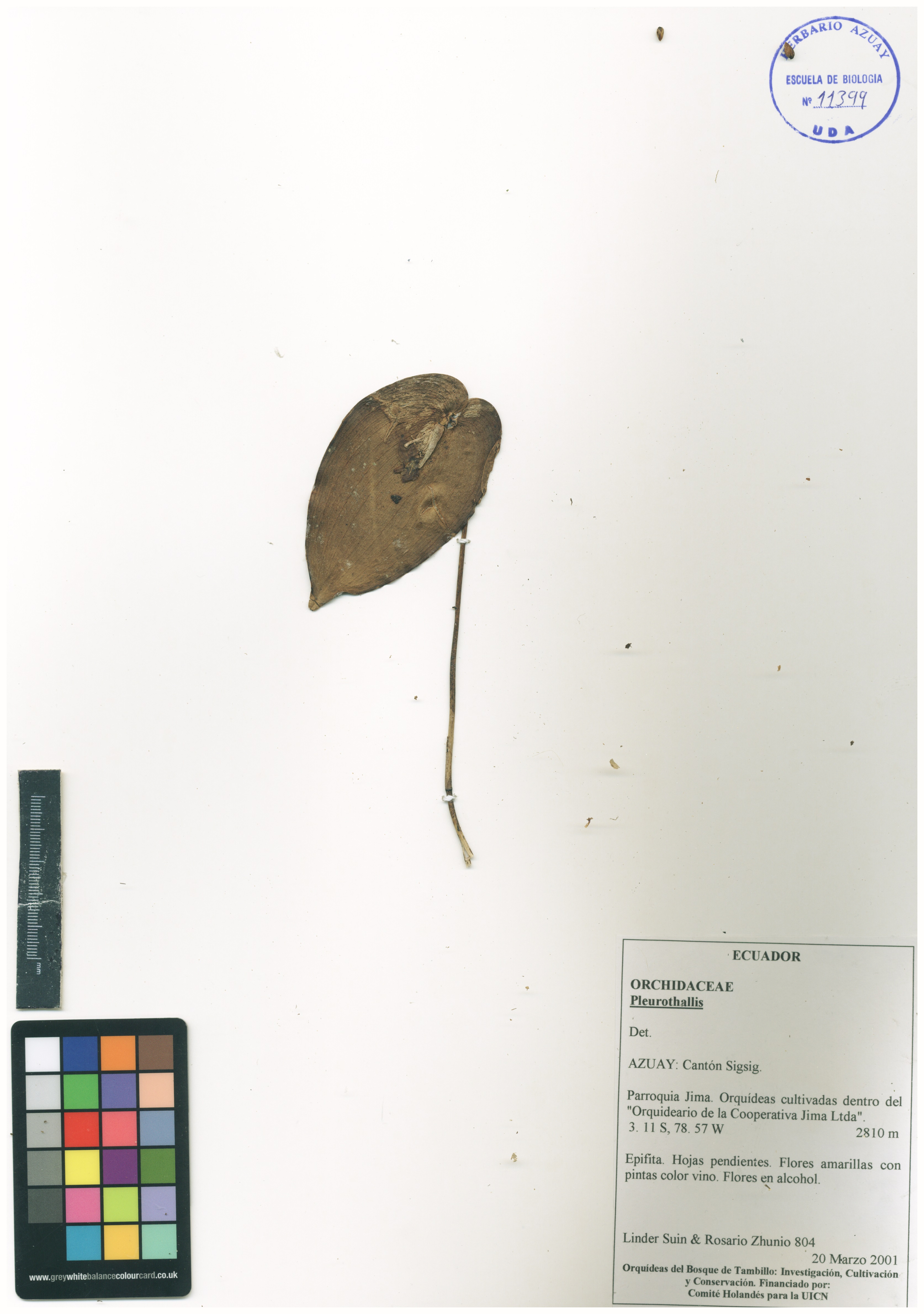 Pleurothallis sin determinar sin determinar