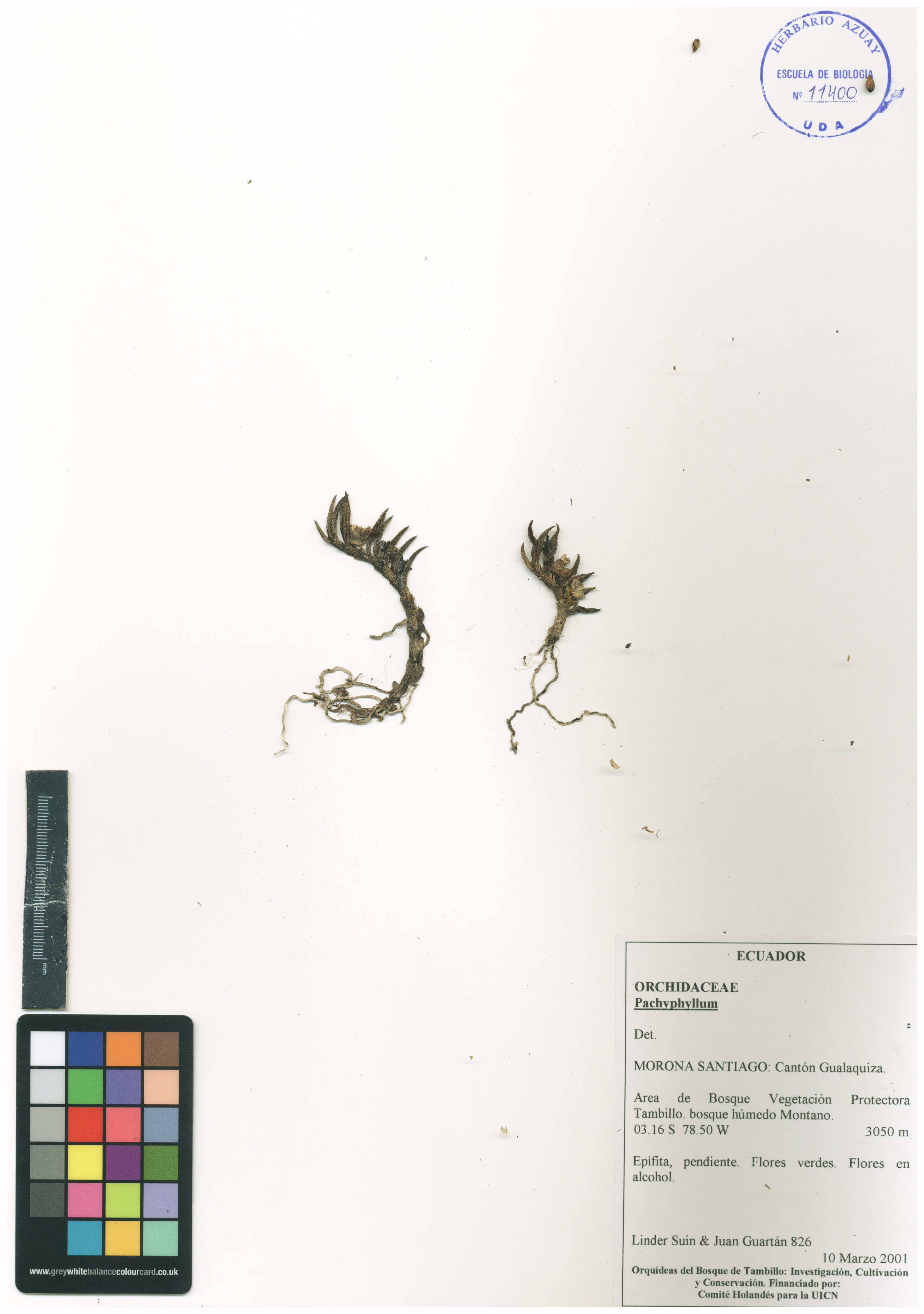 Pachyphyllum sin determinar sin determinar