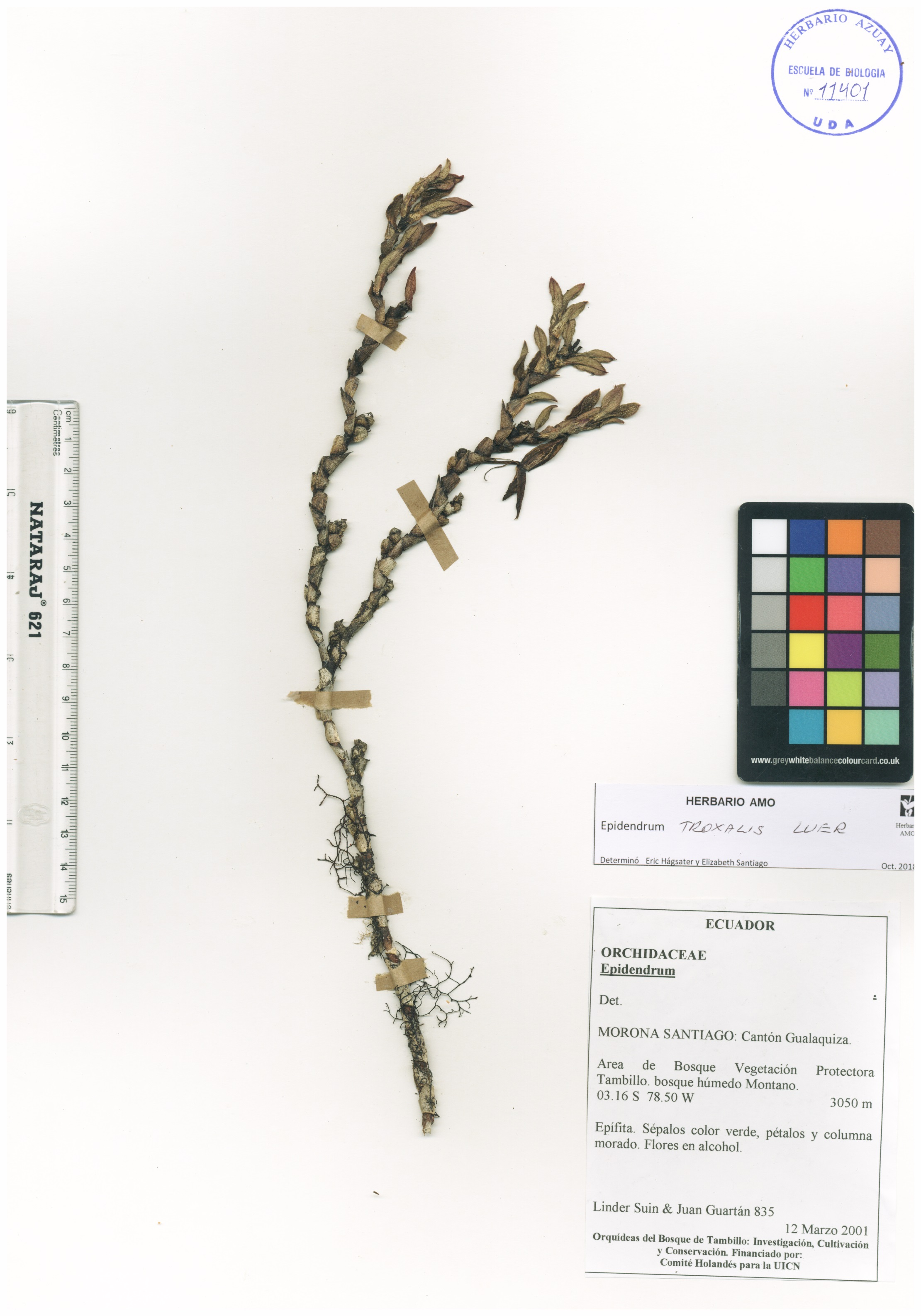 Epidendrum troxalis Luer