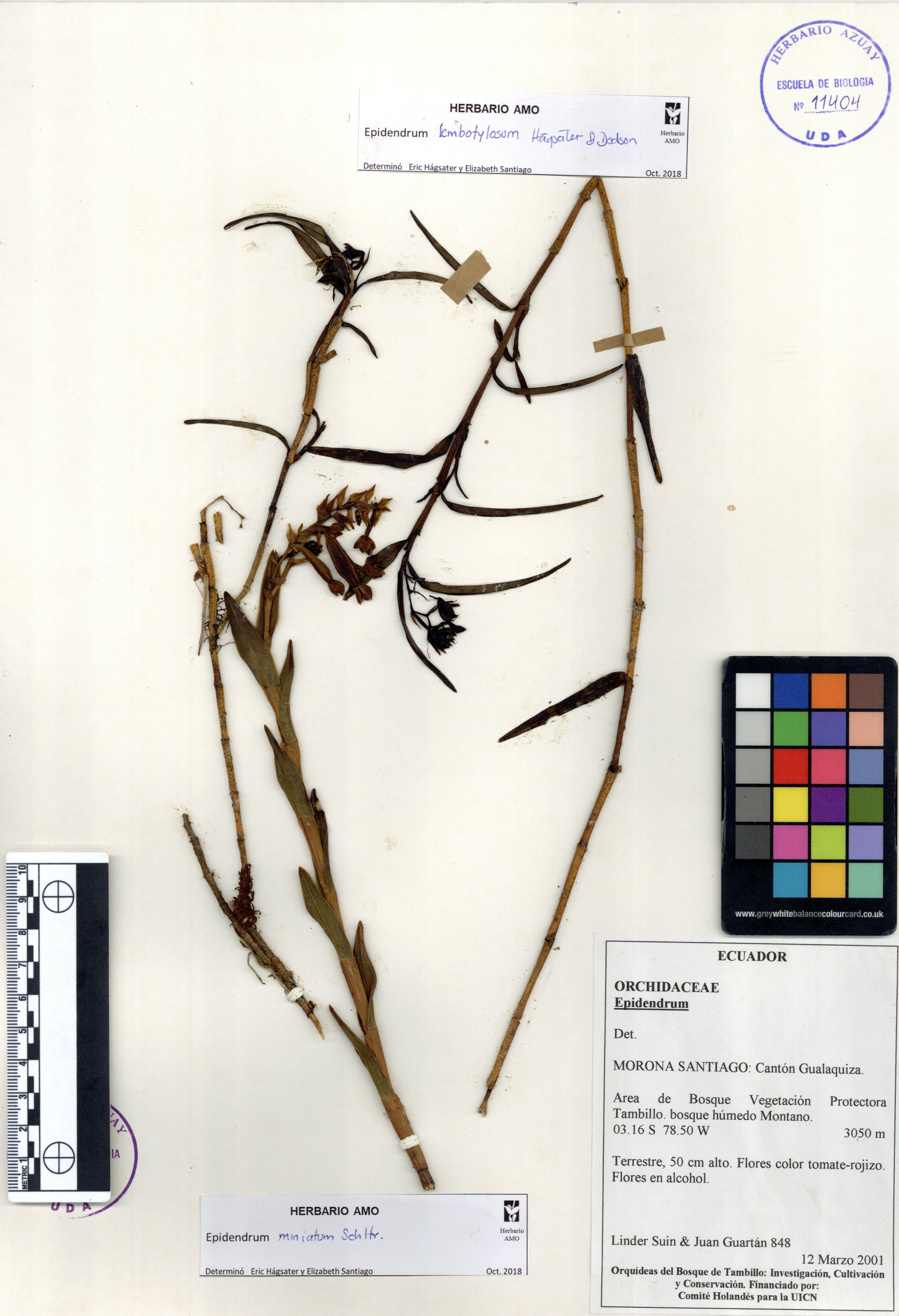 Epidendrum lembotylosum Hágsater & Dodson