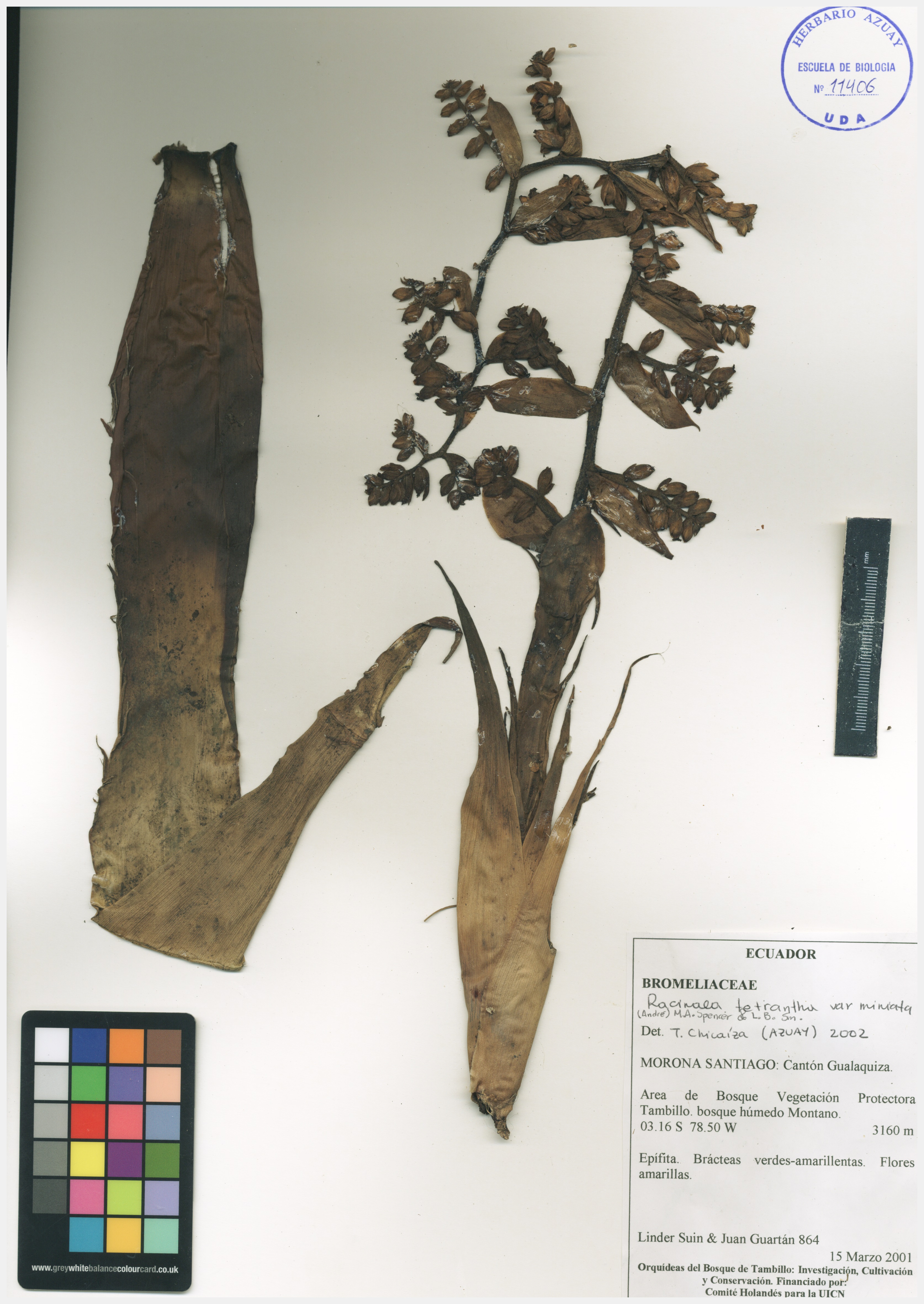 Racinaea tetrantha (Ruiz & Pav.) M.A. Spencer & L.B. Sm.