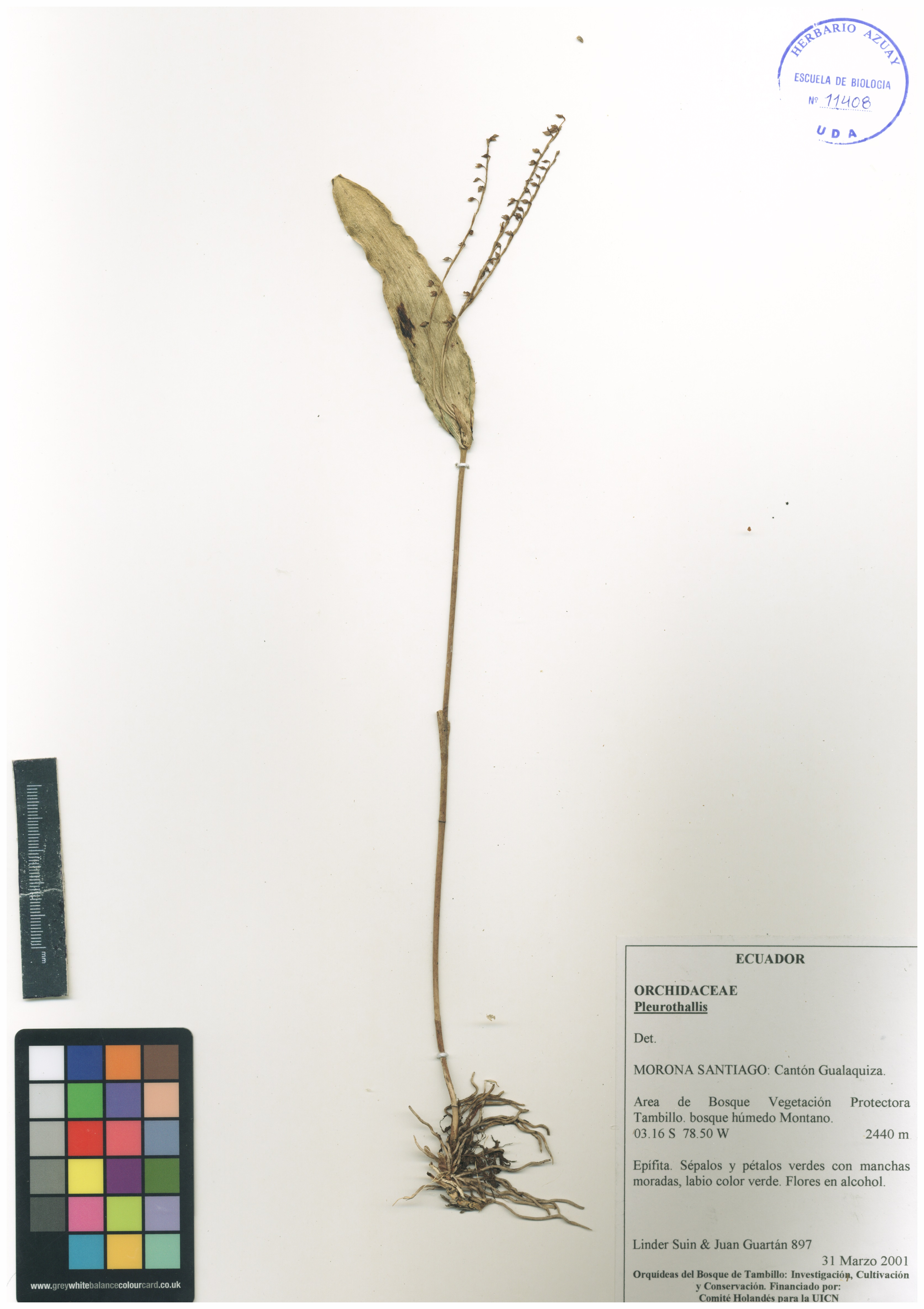 Pleurothallis sin determinar sin determinar