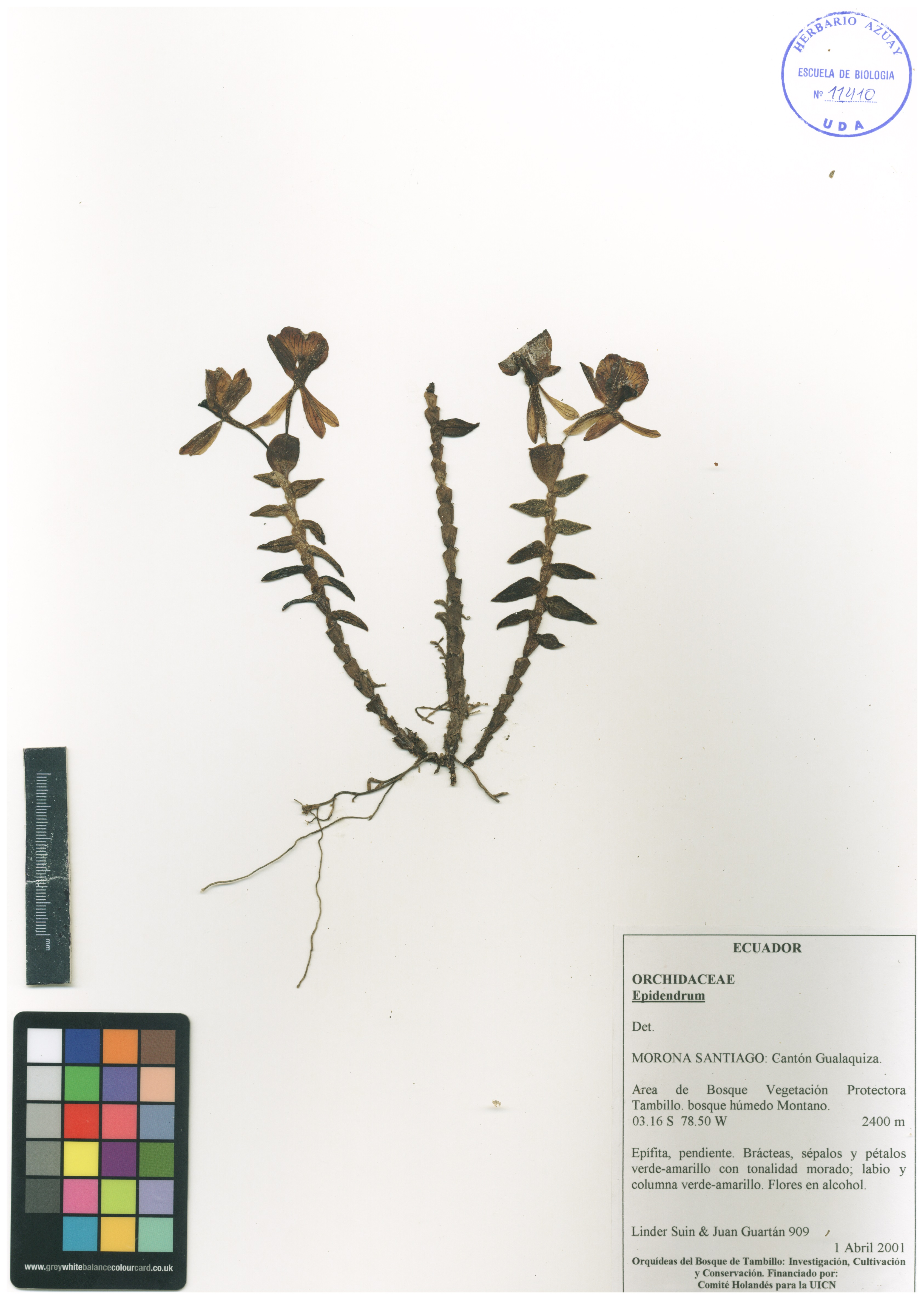 Epidendrum microphylloides Hágsater & E. Santiago