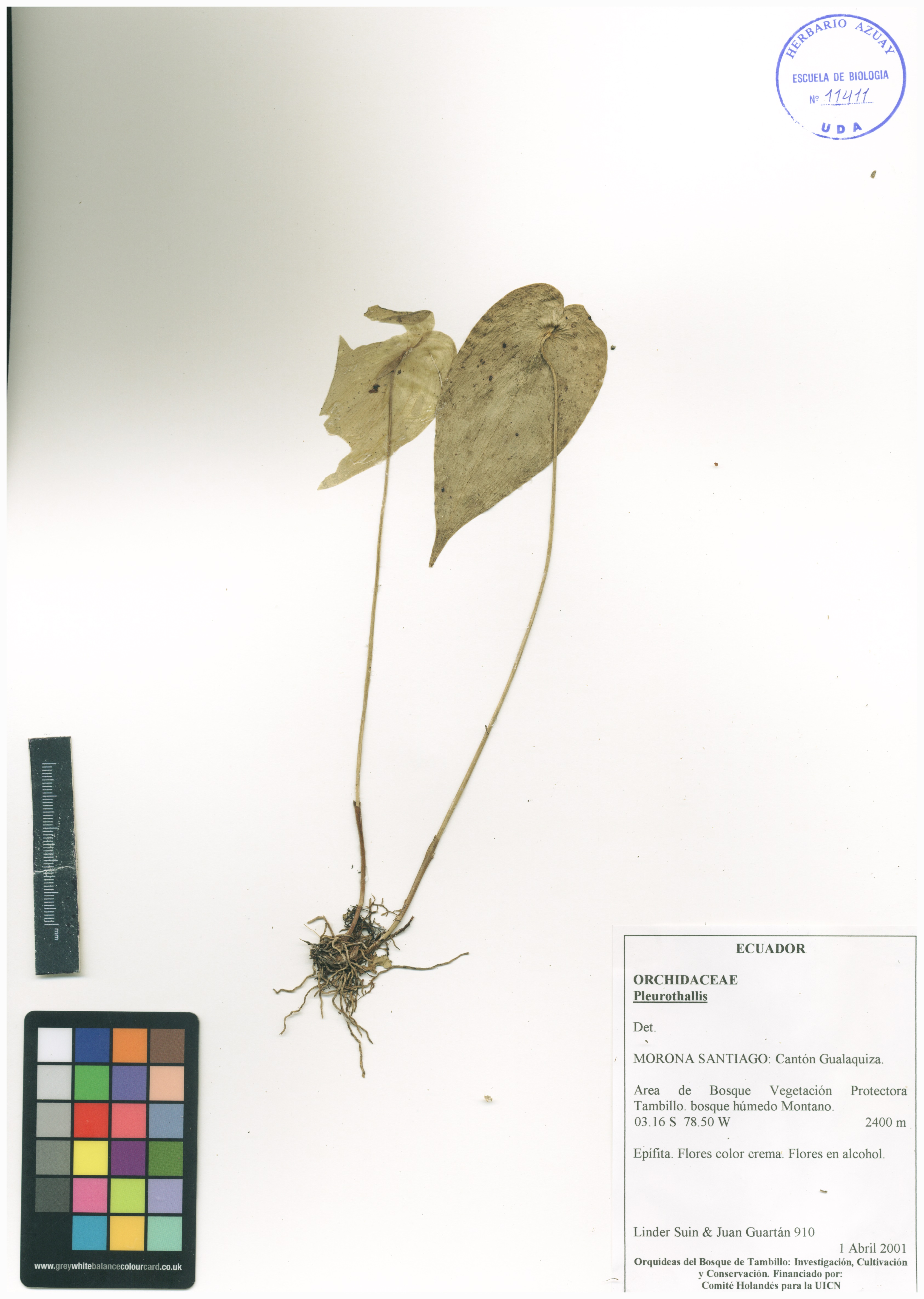 Pleurothallis sin determinar sin determinar