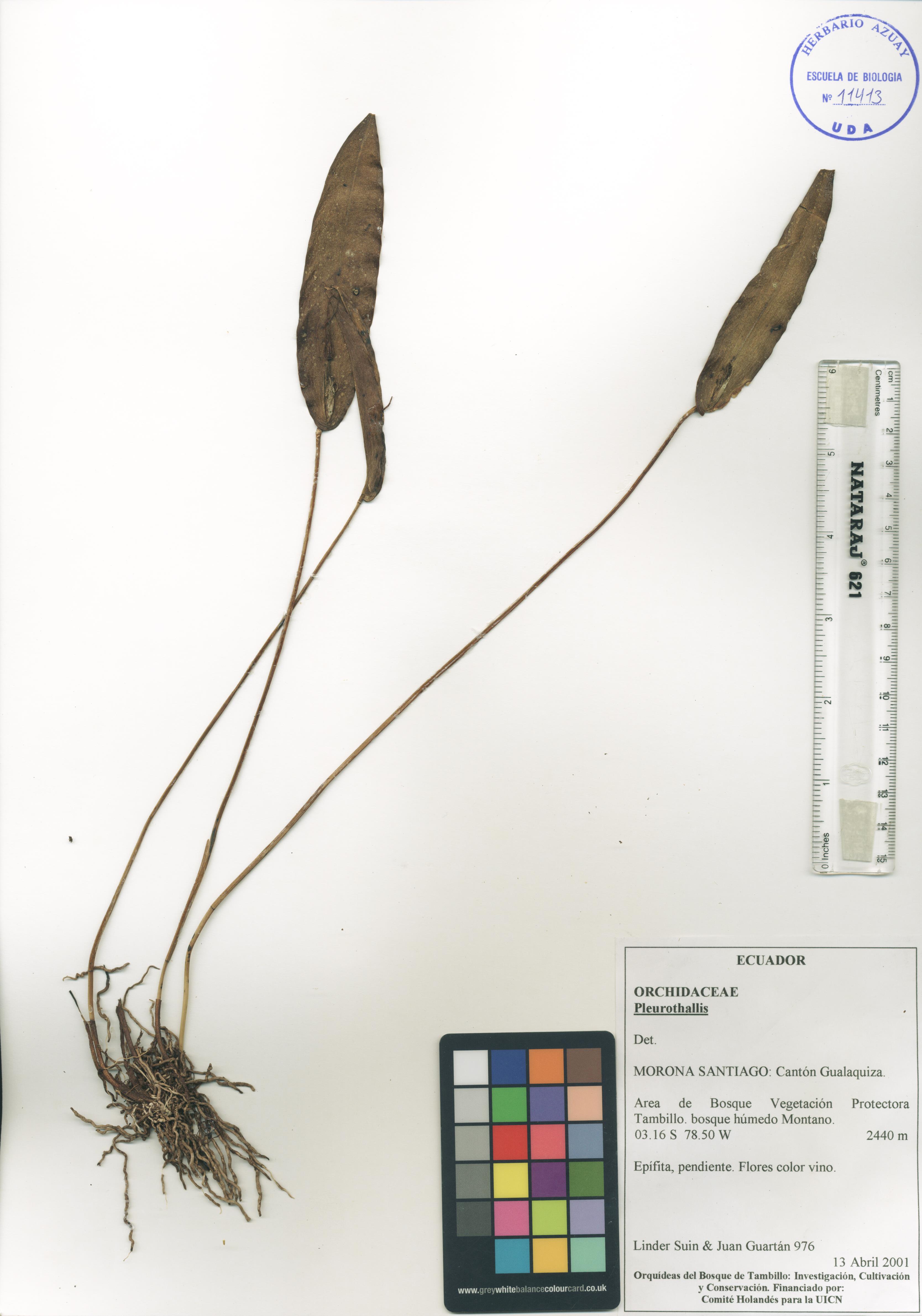 Pleurothallis sin determinar sin determinar