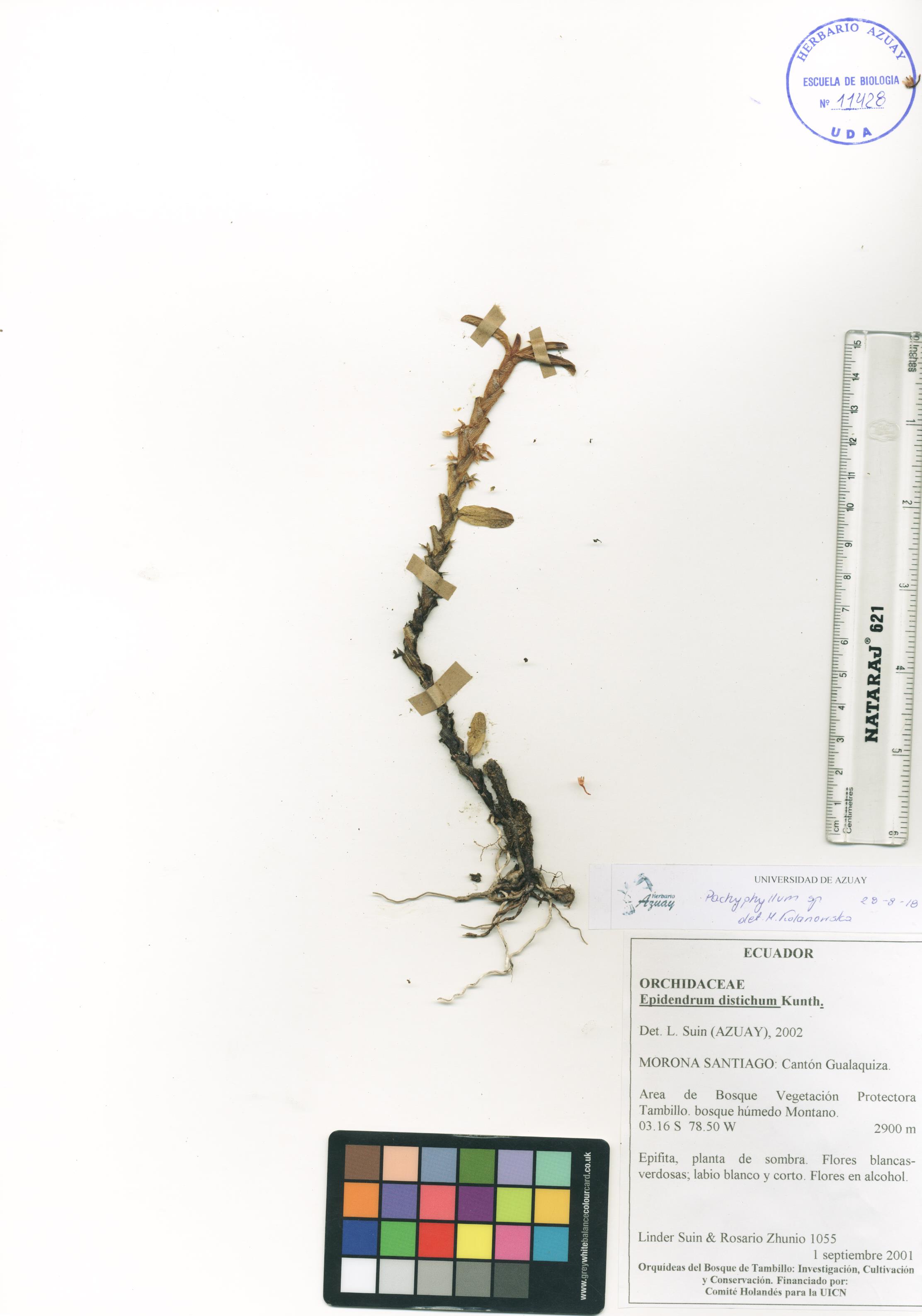 Pachyphyllum sin determinar sin determinar