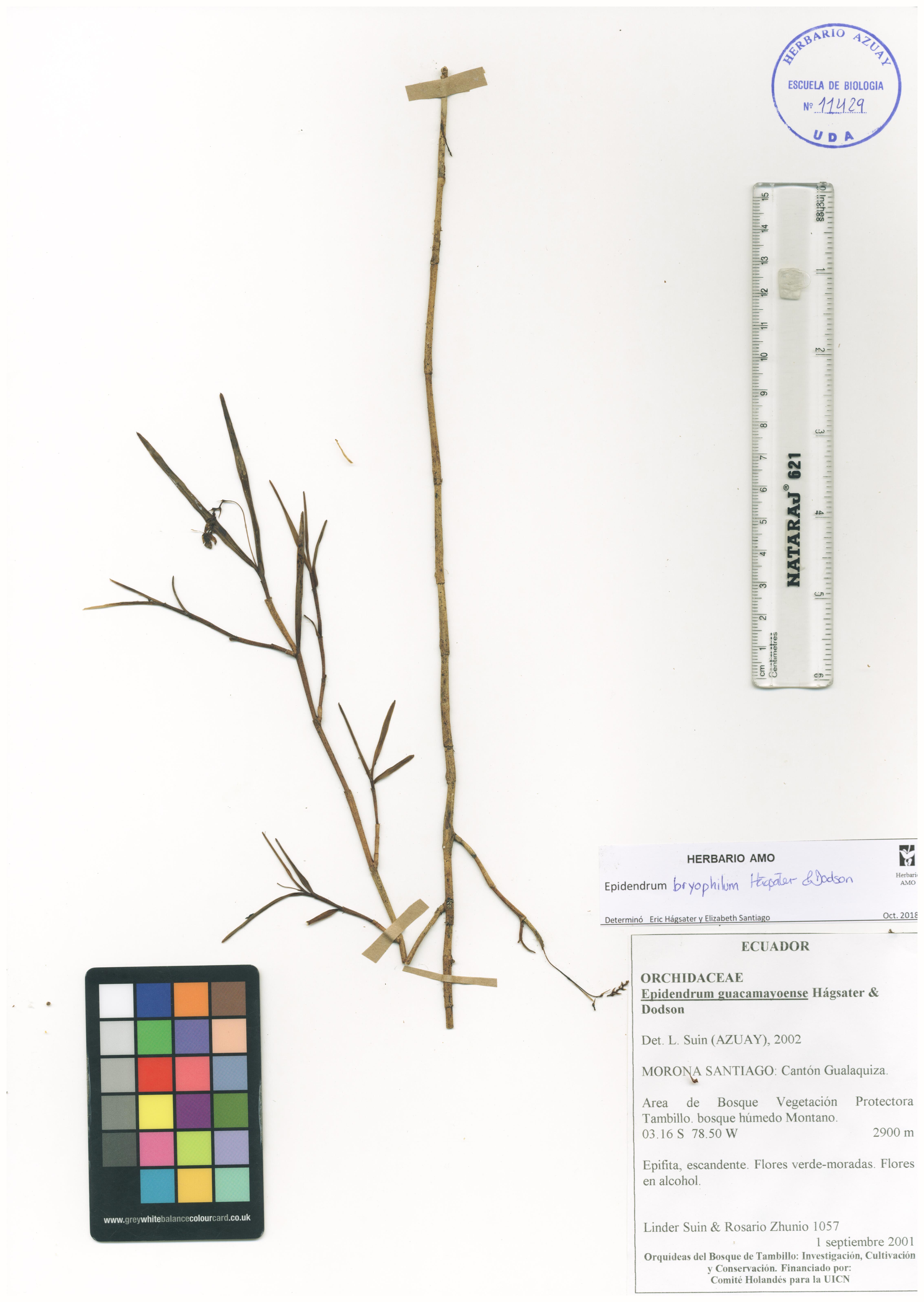 Epidendrum bryophilum Hágsater & Dodson