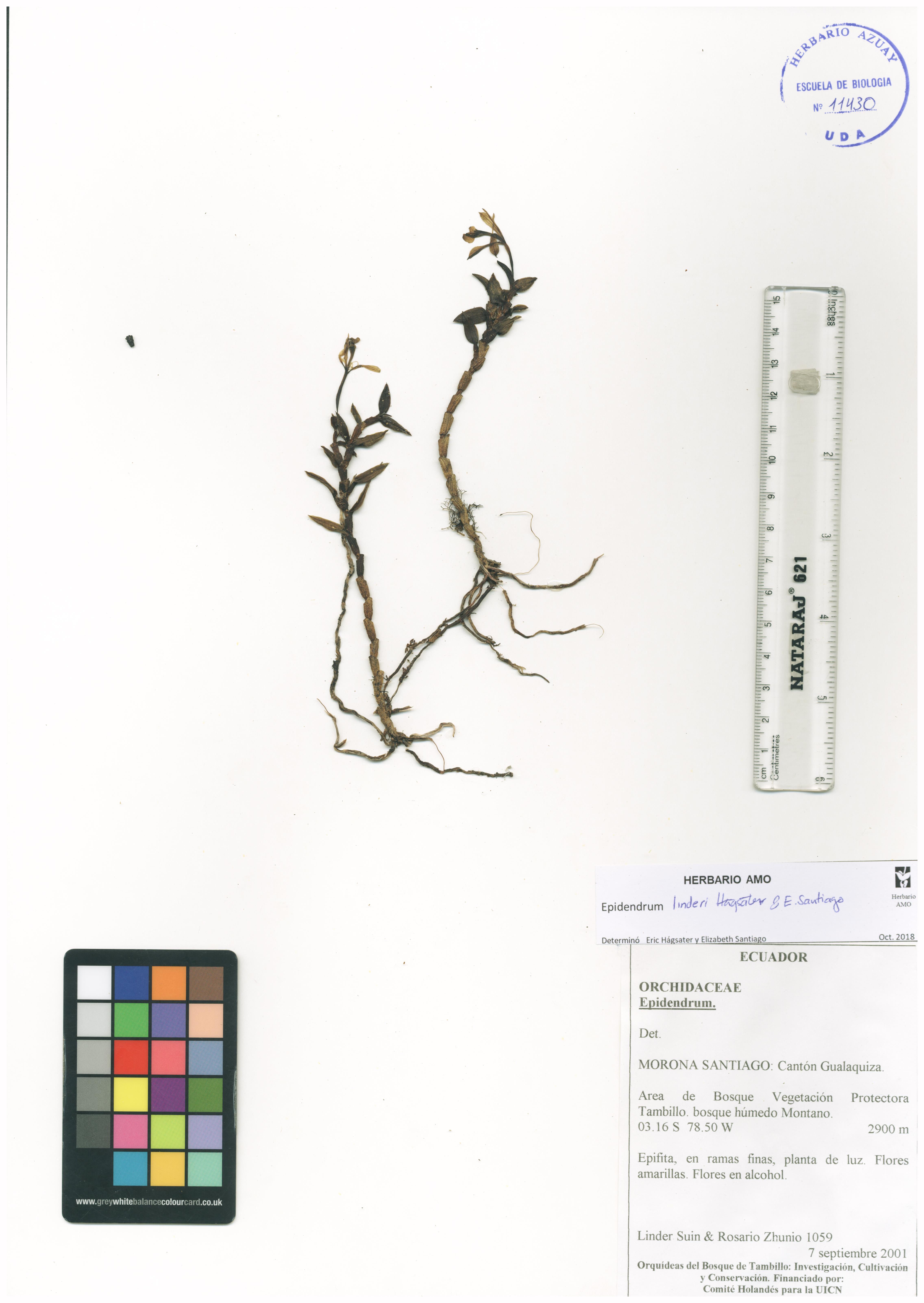 Epidendrum linderi Hágsater & E. Santiago