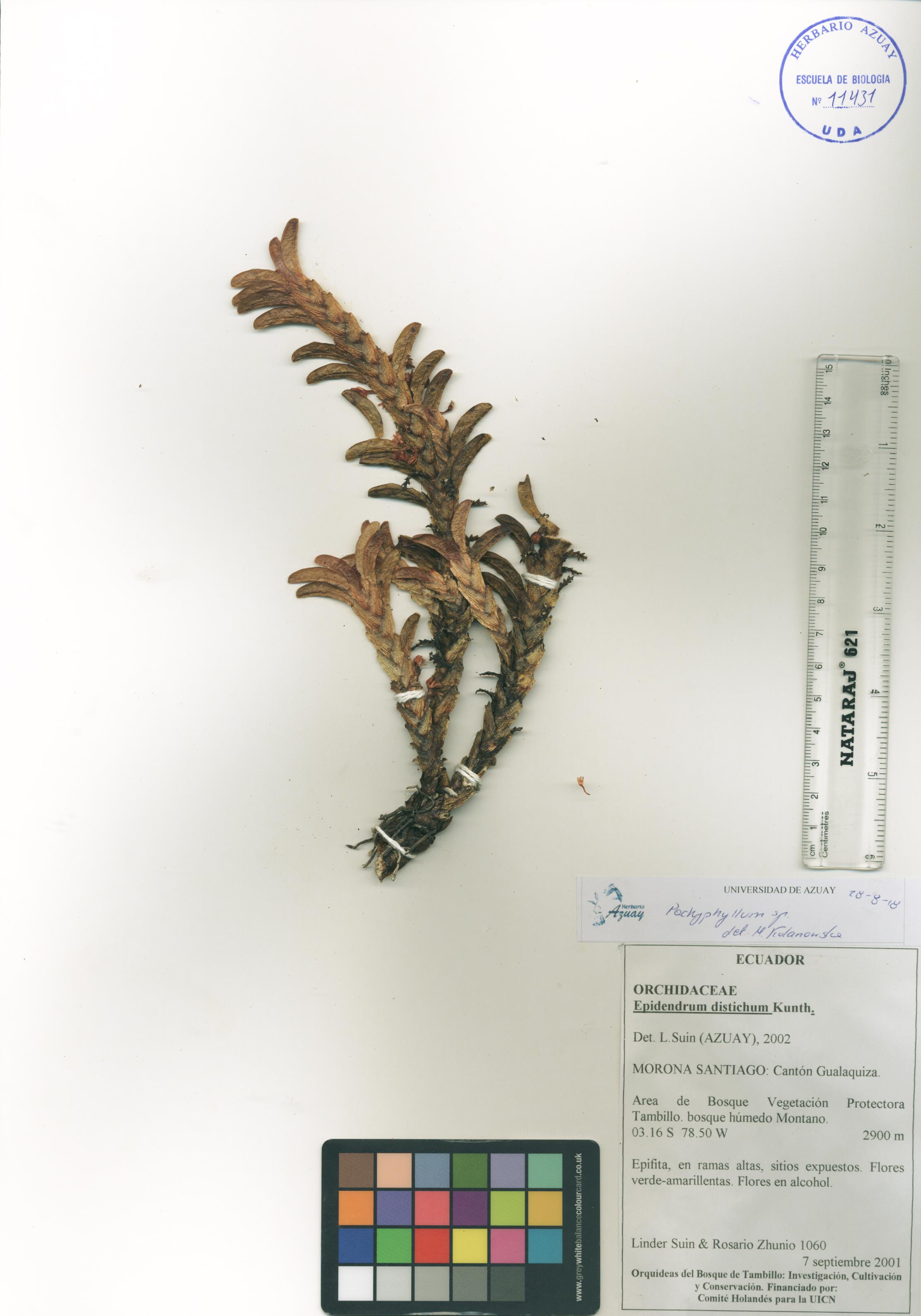 Pachyphyllum sin determinar sin determinar
