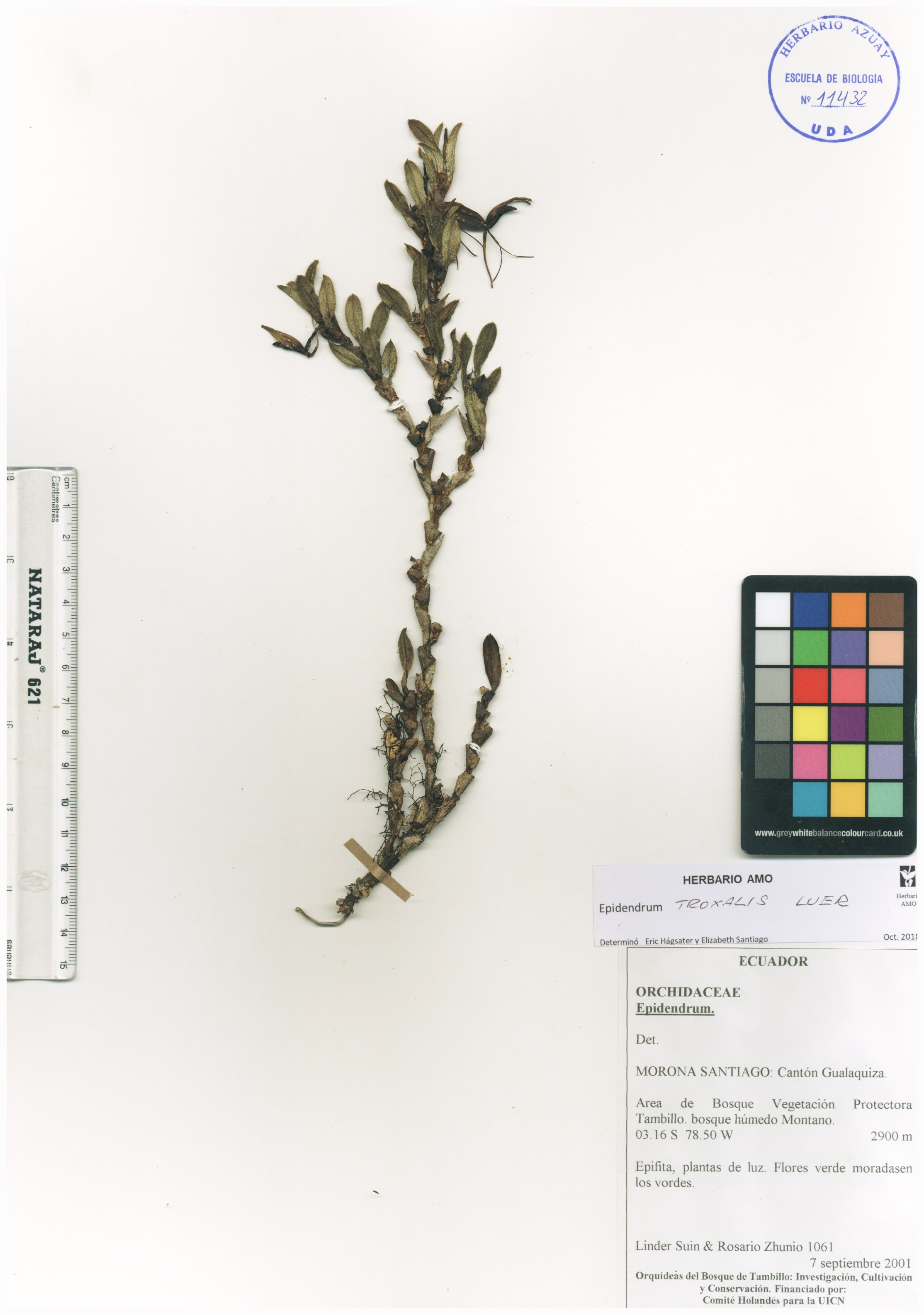 Epidendrum troxalis Luer