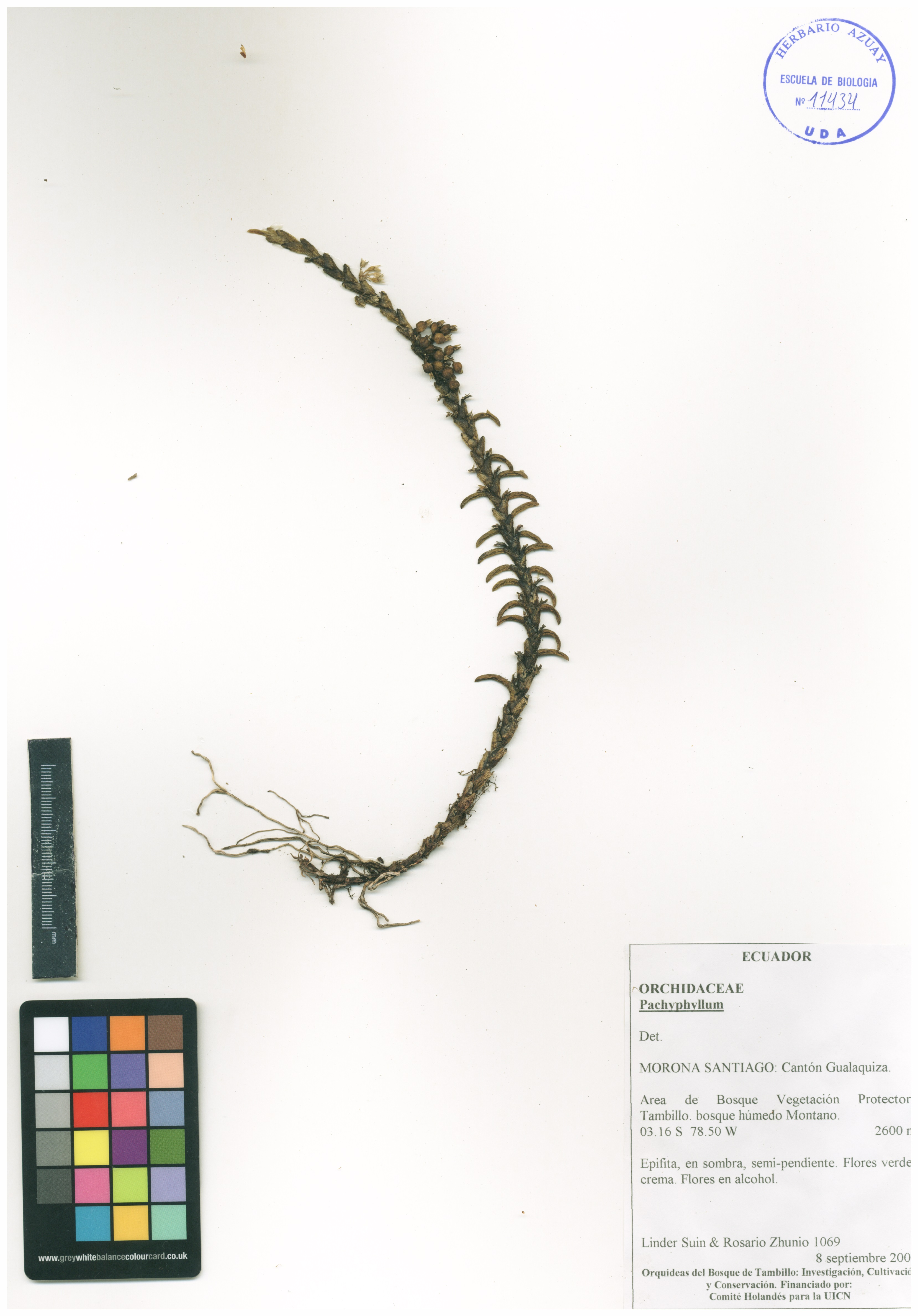 Pachyphyllum sin determinar sin determinar