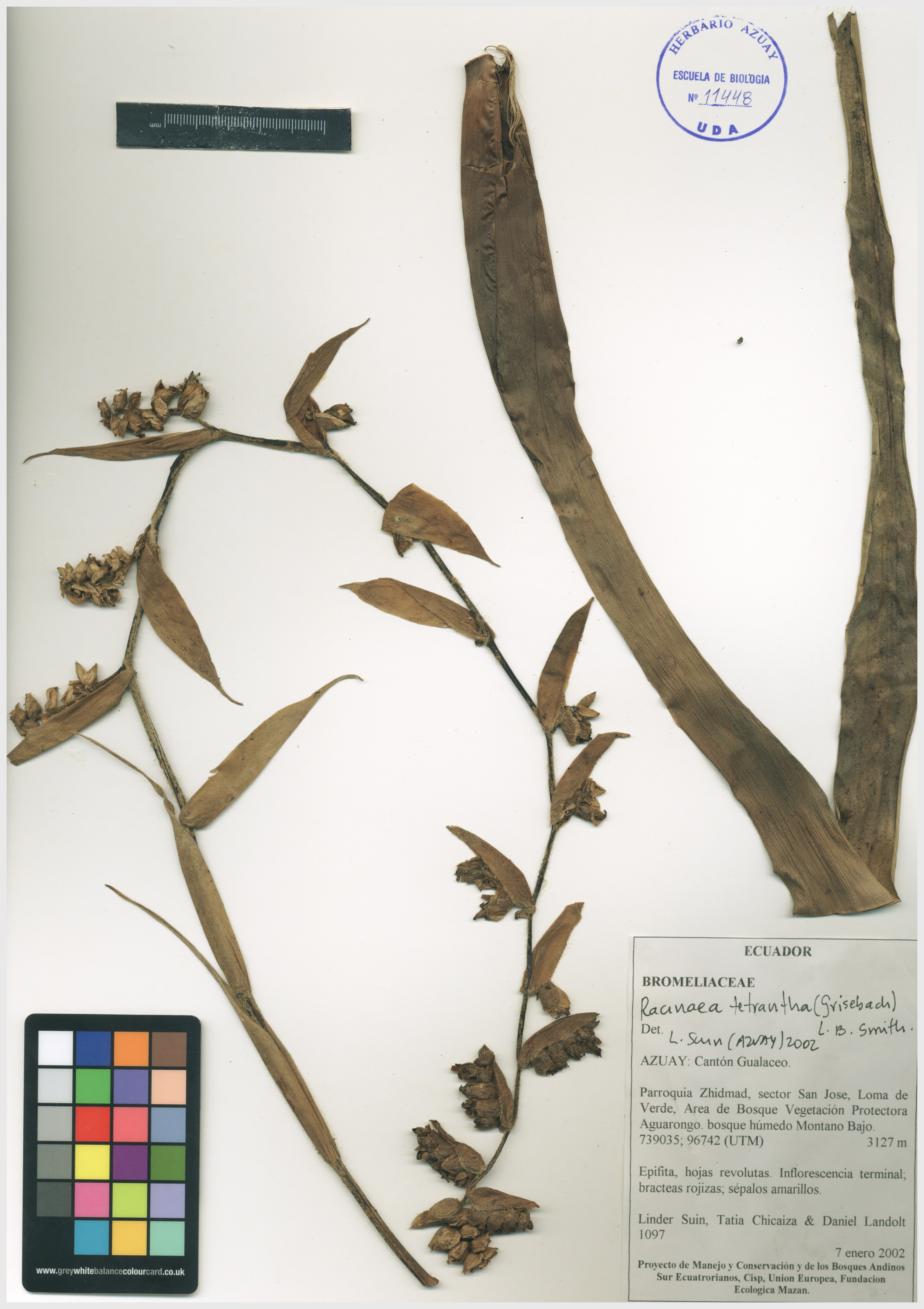 Racinaea tetrantha (Ruiz & Pav.) M.A. Spencer & L.B. Sm.