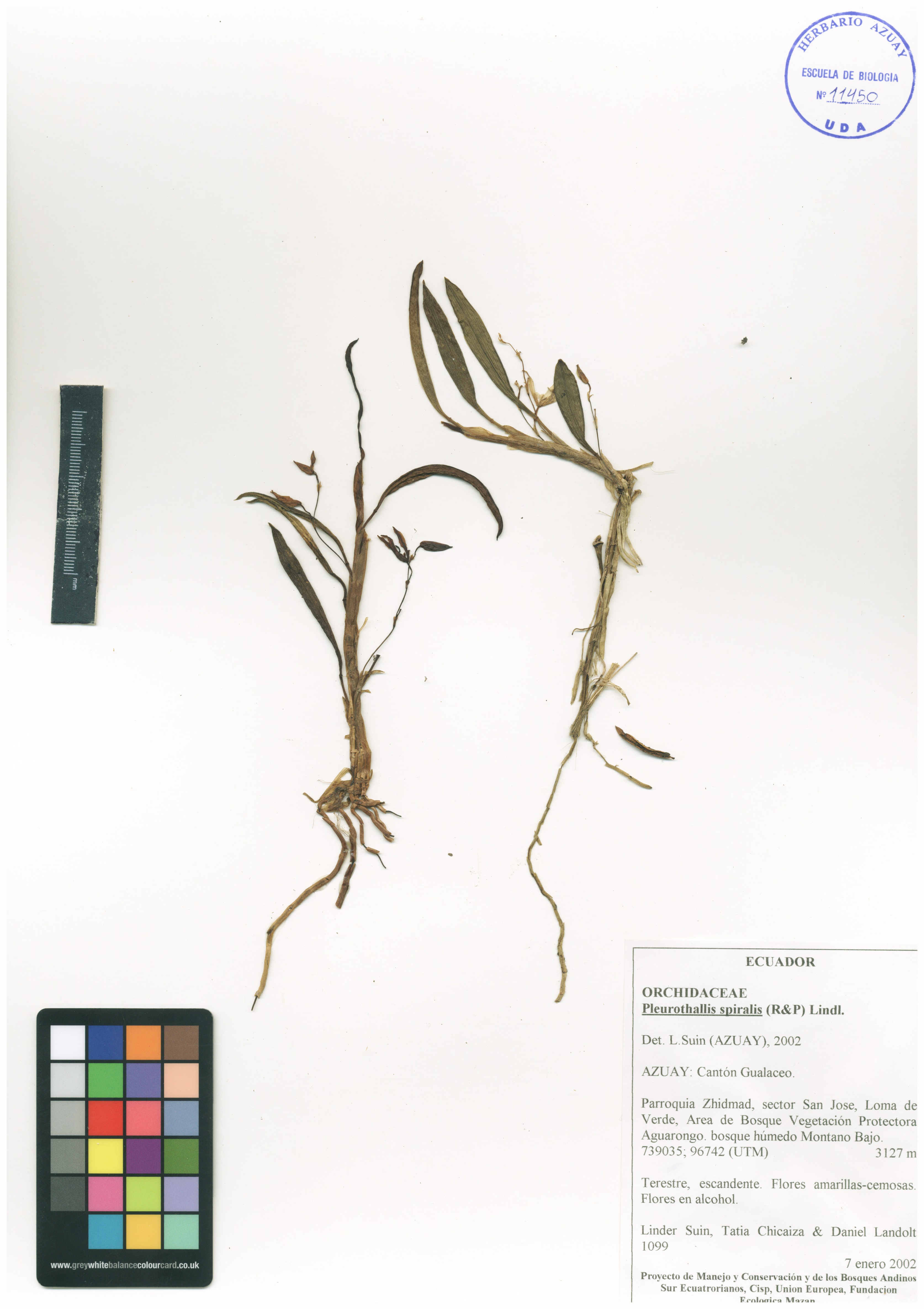 Pleurothallis spiralis (Ruiz & Pav.) Lindl.