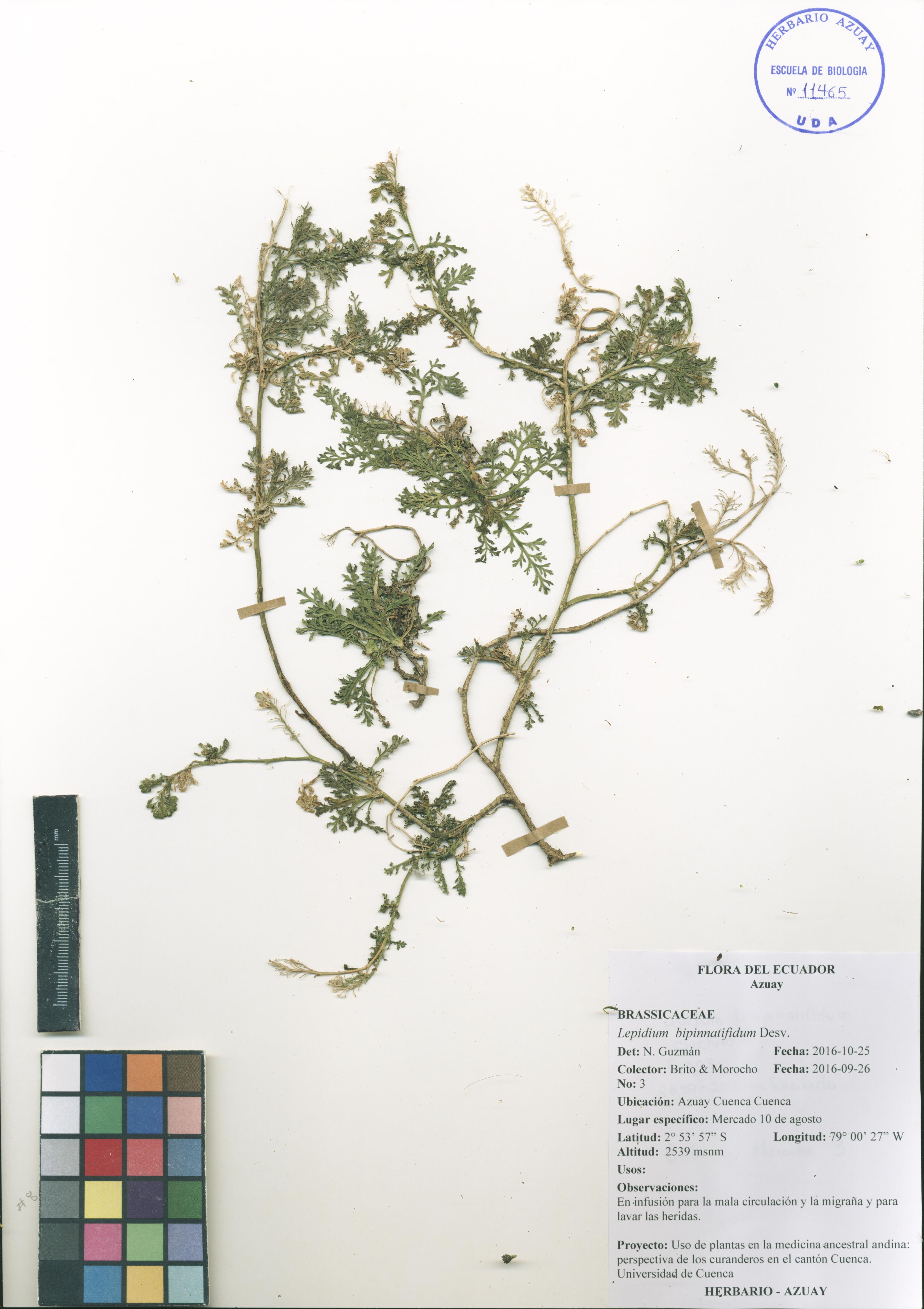 Lepidium bipinnatifidum Desv.