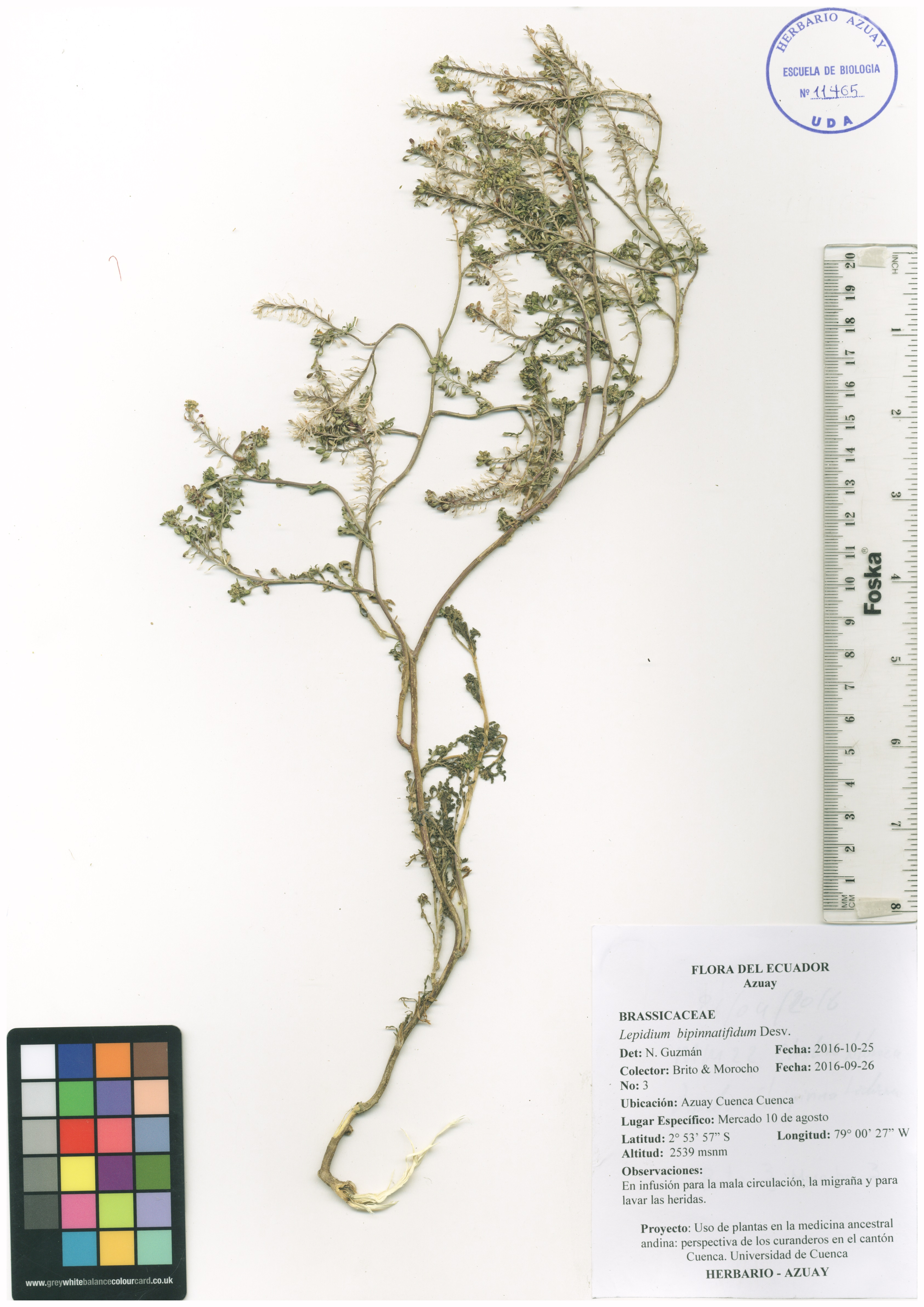 Lepidium bipinnatifidum Desv.