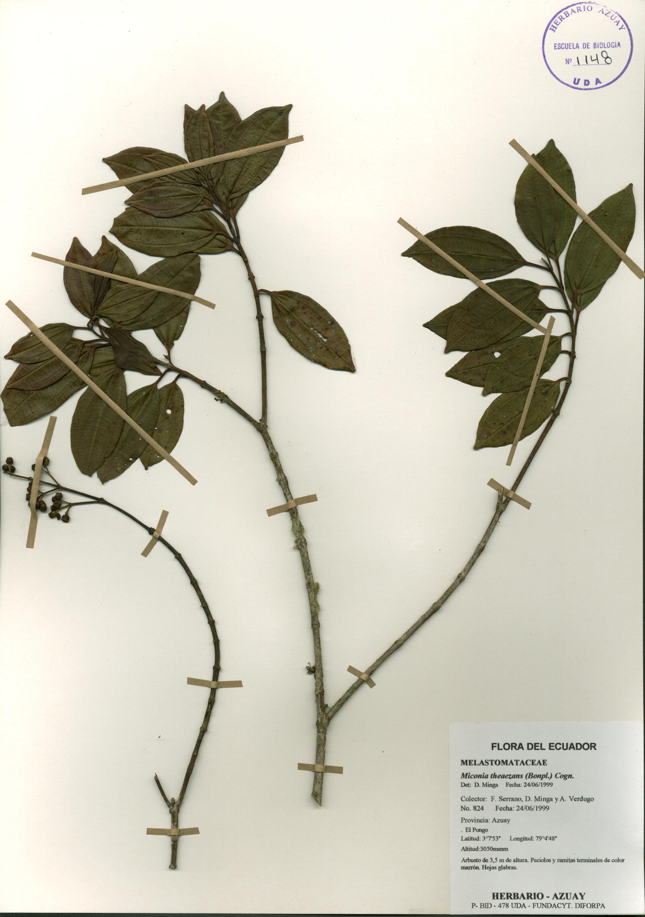 Miconia theaezans (Bonpl.) Cogn.