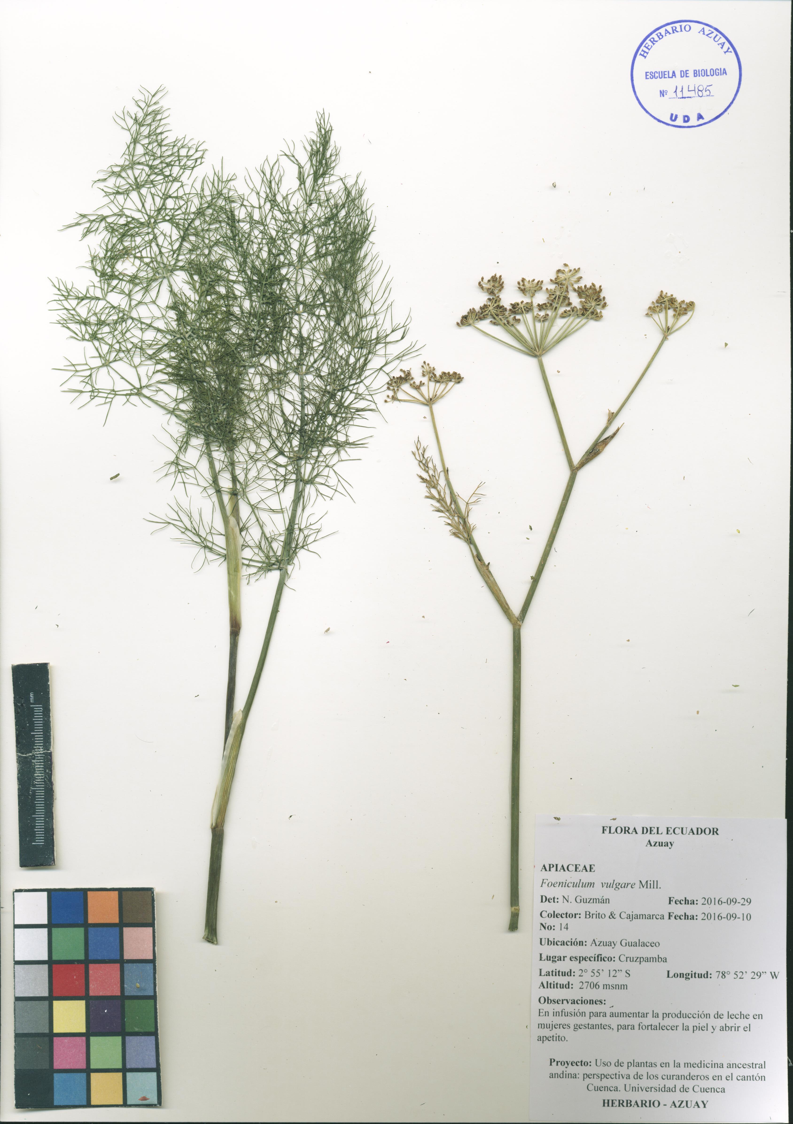 Foeniculum vulgare Mill.