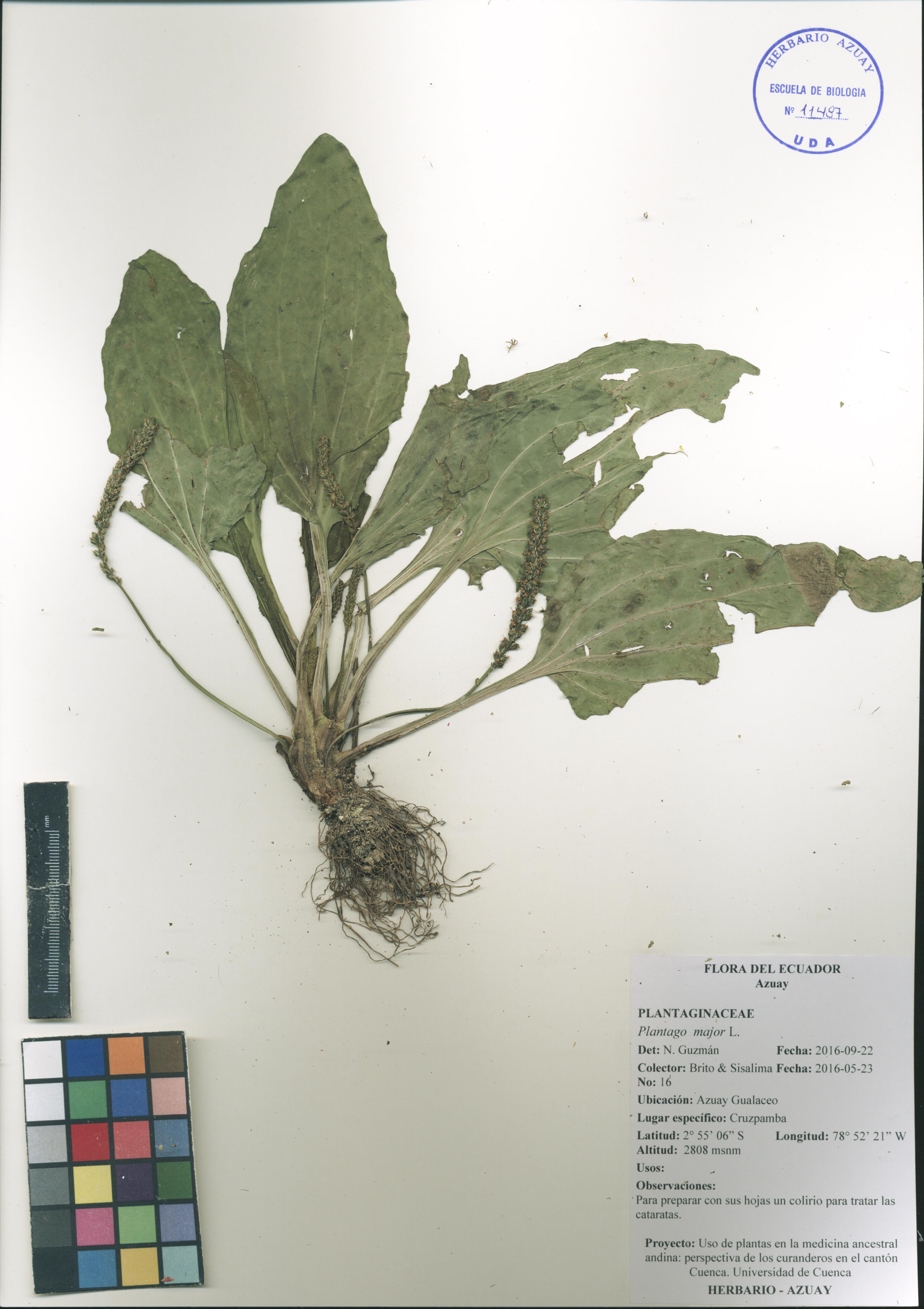 Plantago major L.