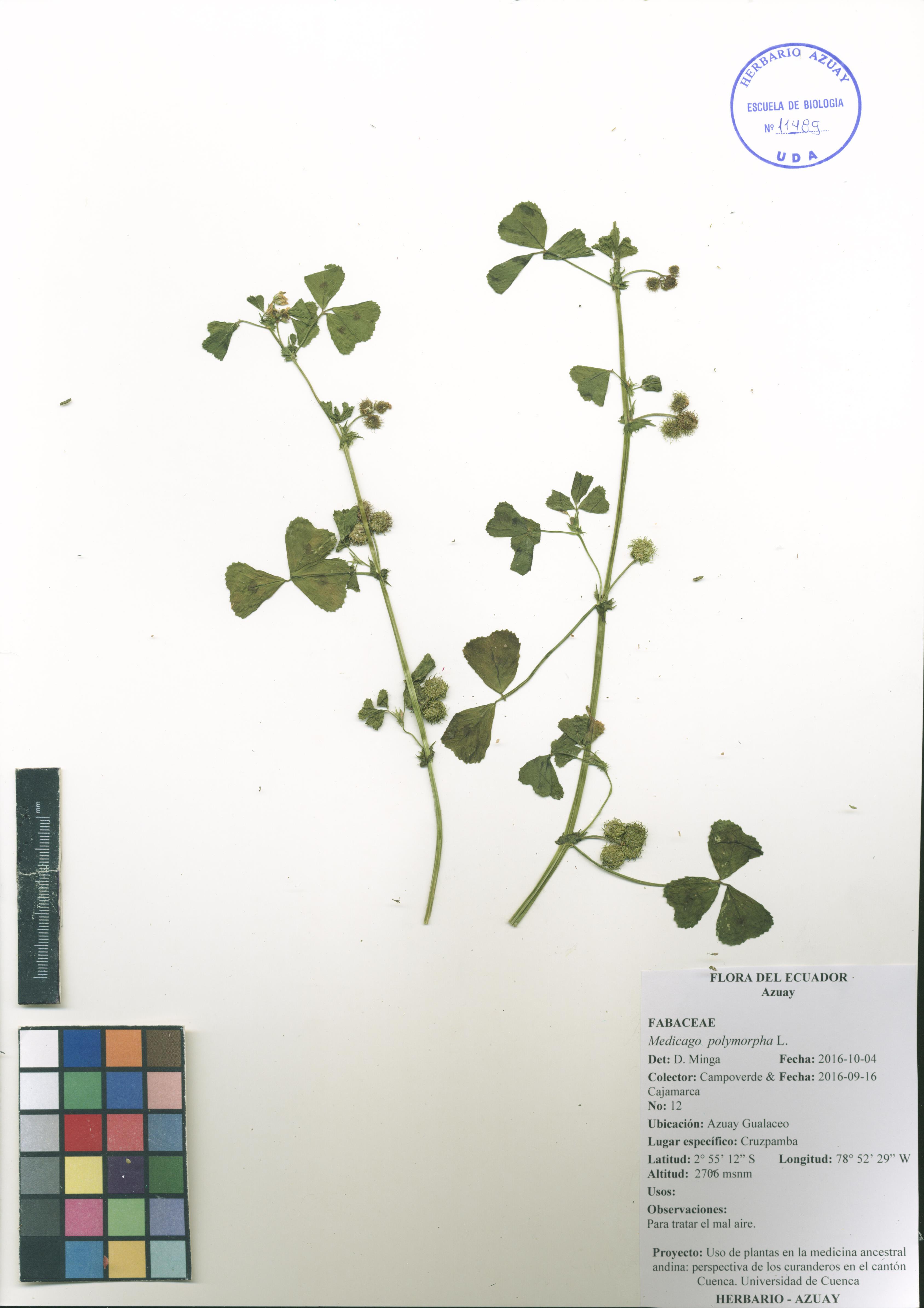 Medicago polymorpha L.