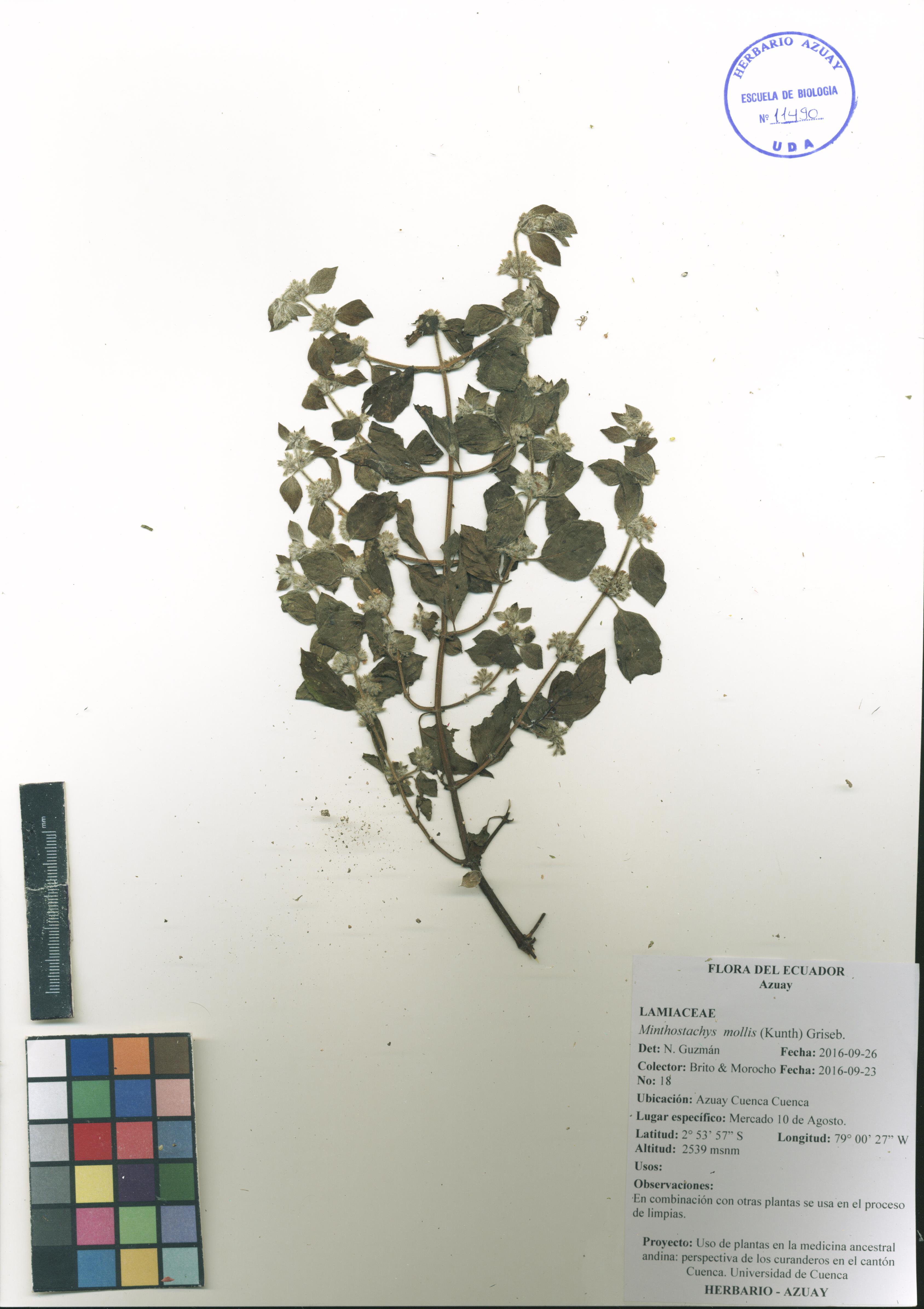 Minthostachys mollis (Kunth) Griseb. | poleo | Herbario Azuay