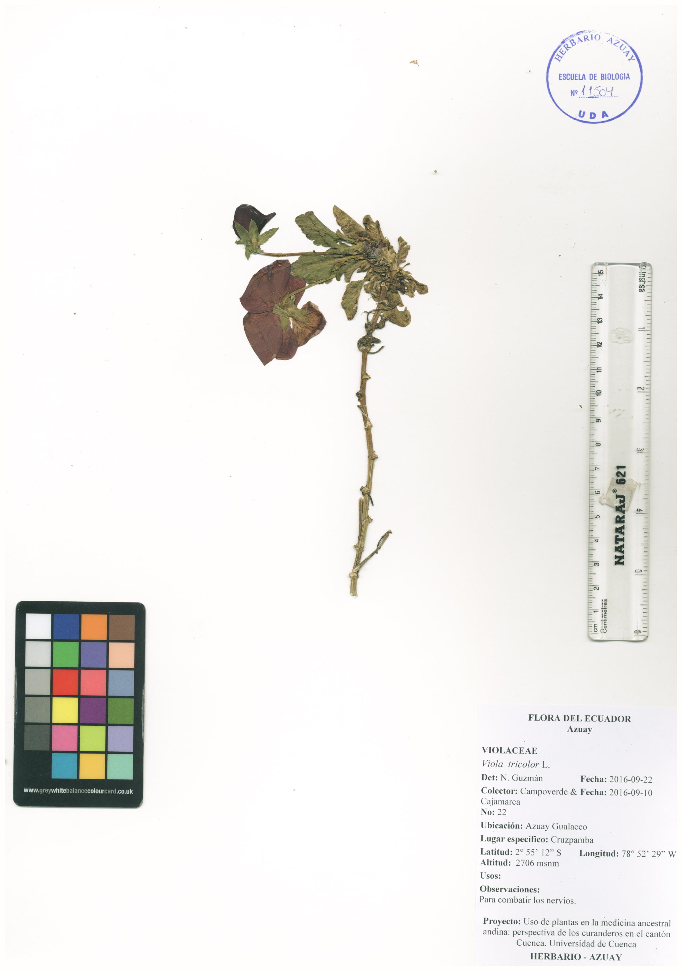 Viola tricolor L.