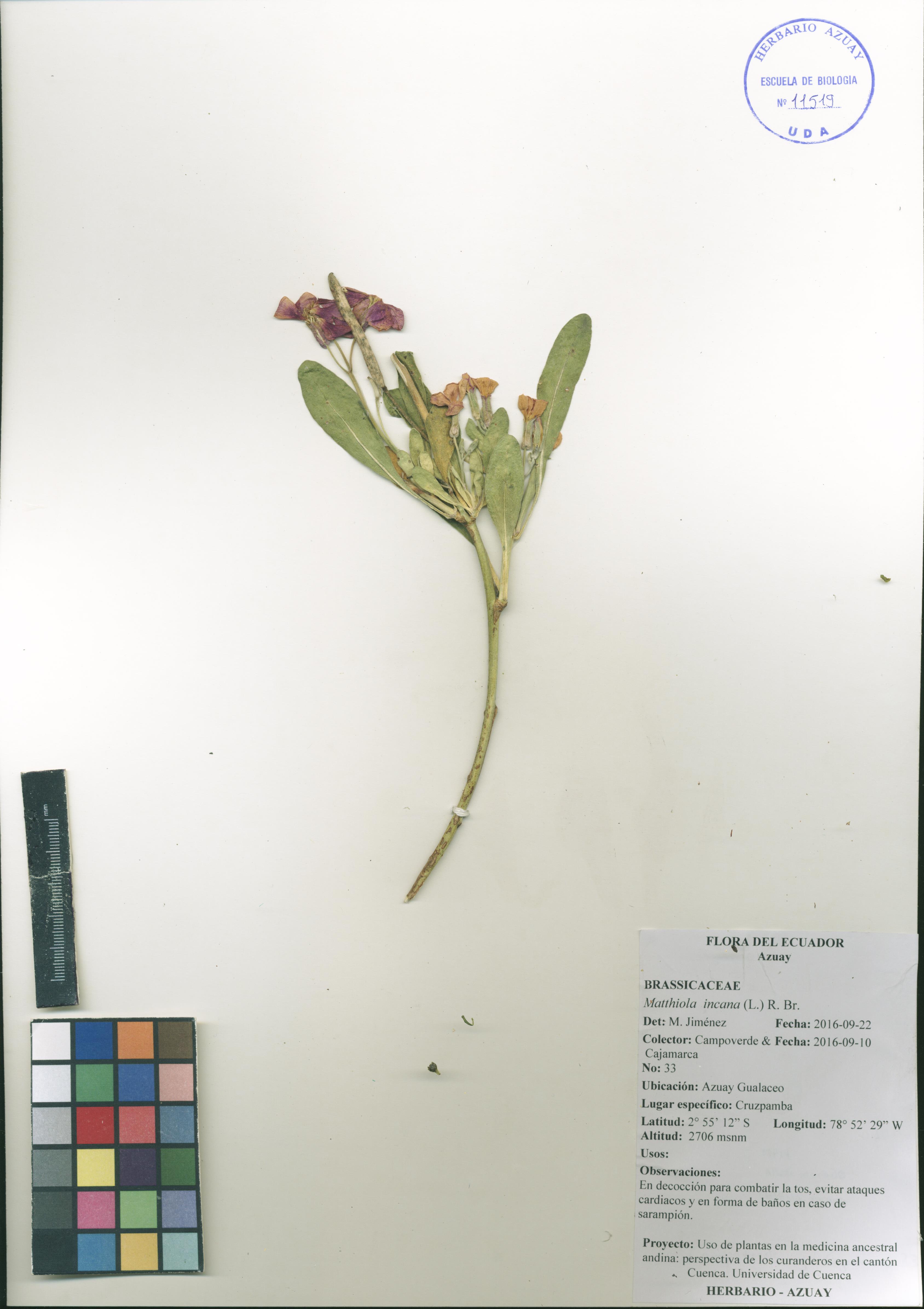 Matthiola incana (L.) R. Br.