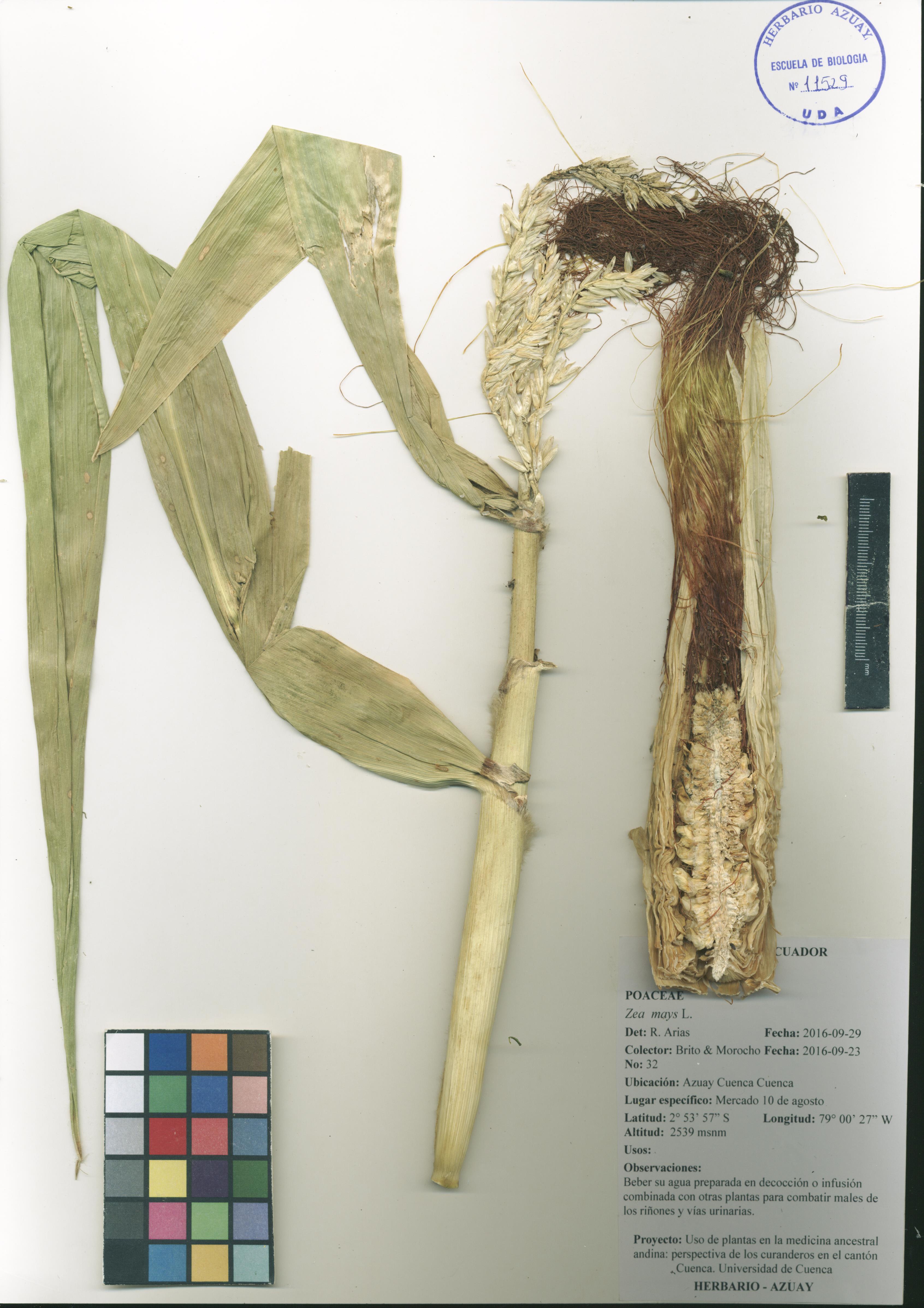 Zea mays L.
