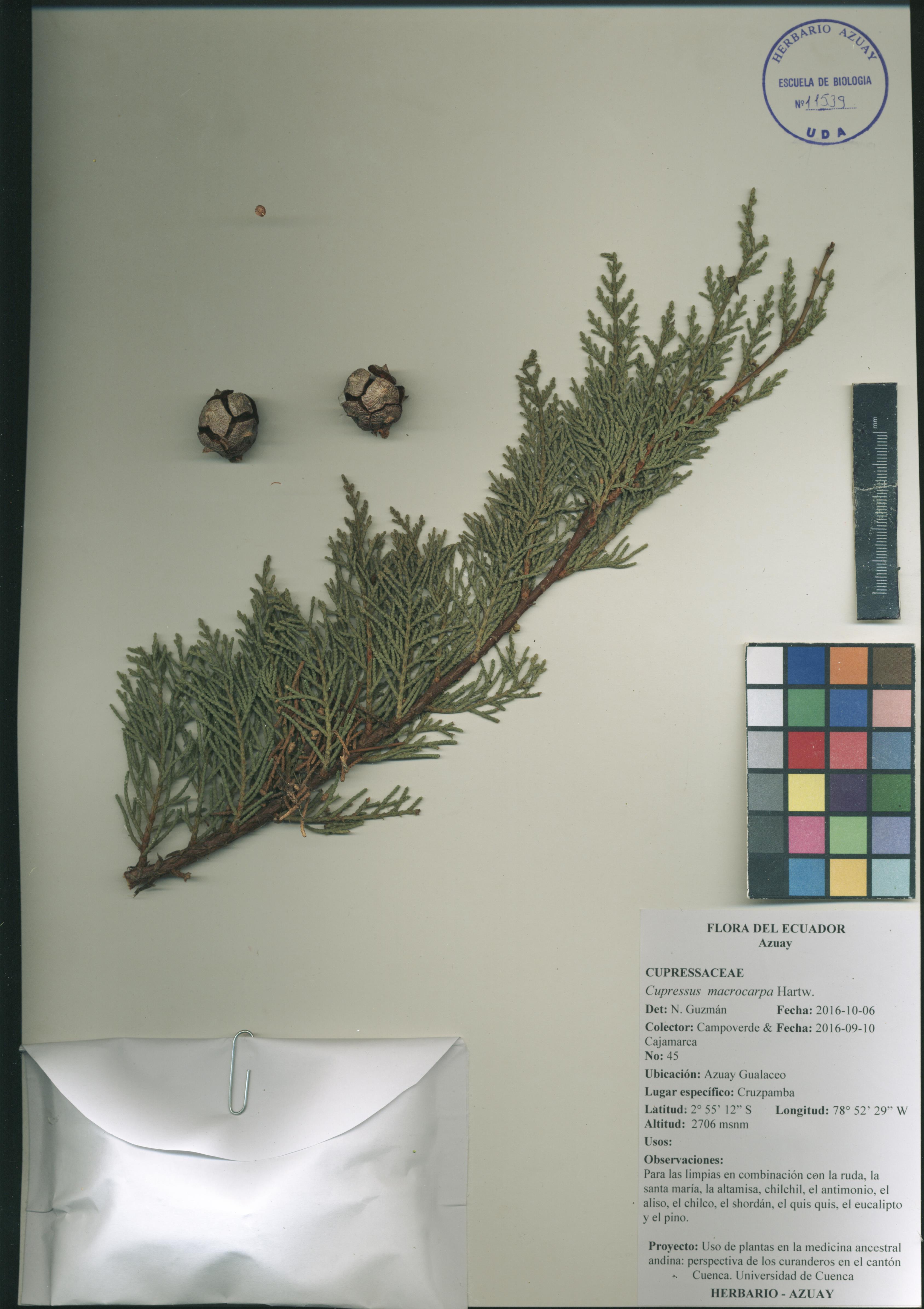 Cupressus macrocarpa Hartw.