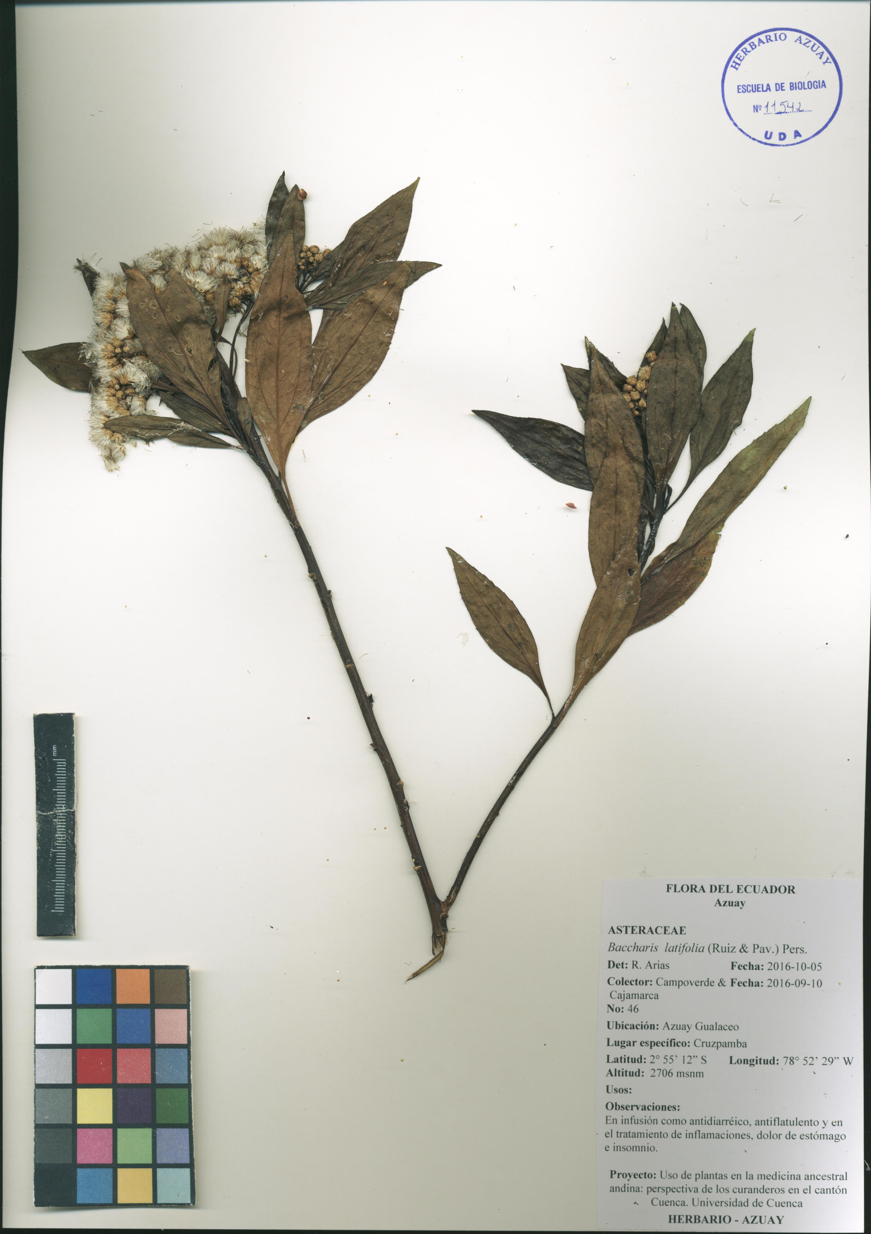 Baccharis latifolia (Ruiz & Pav.) Pers.