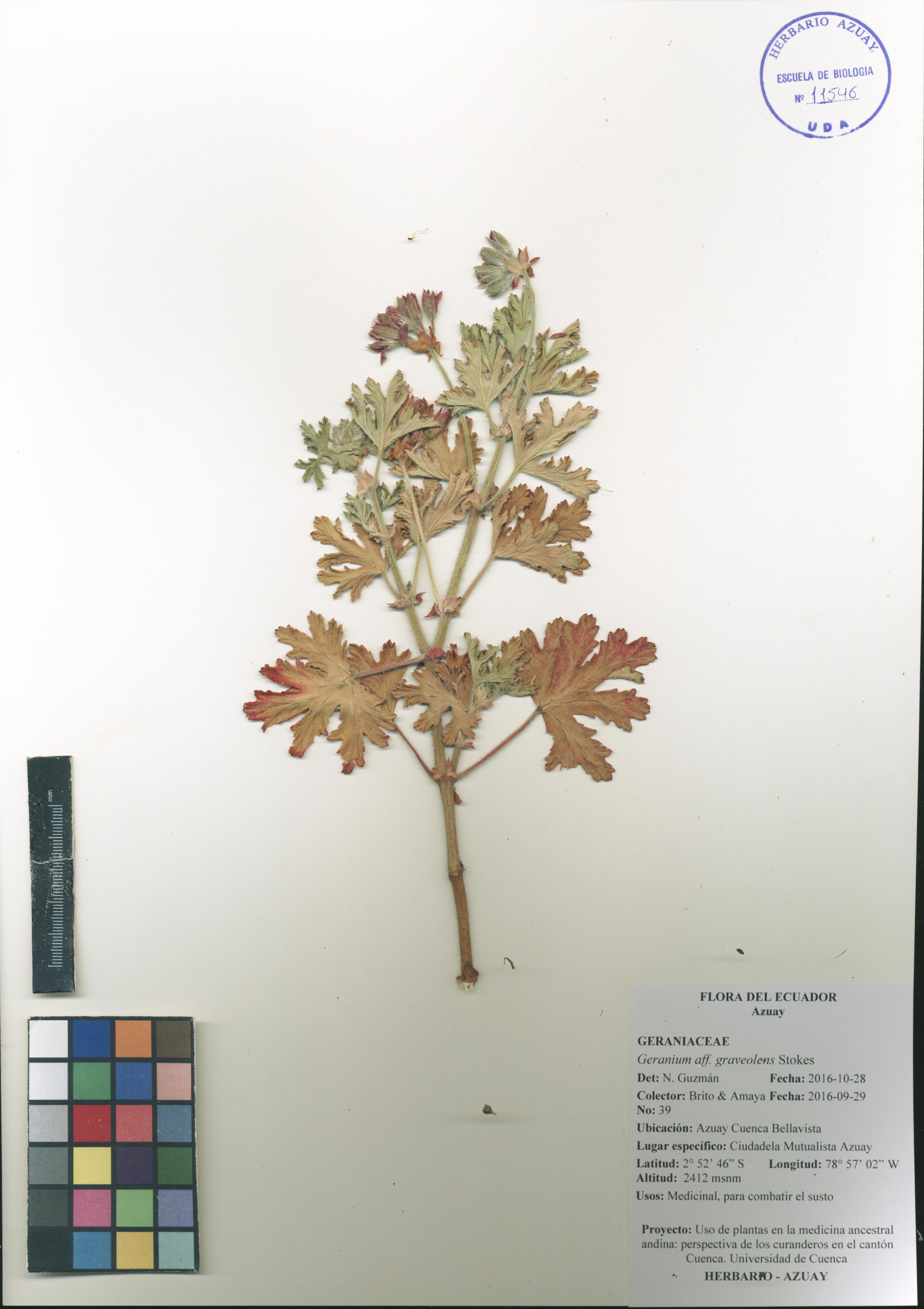 Geranium graveolens Stokes