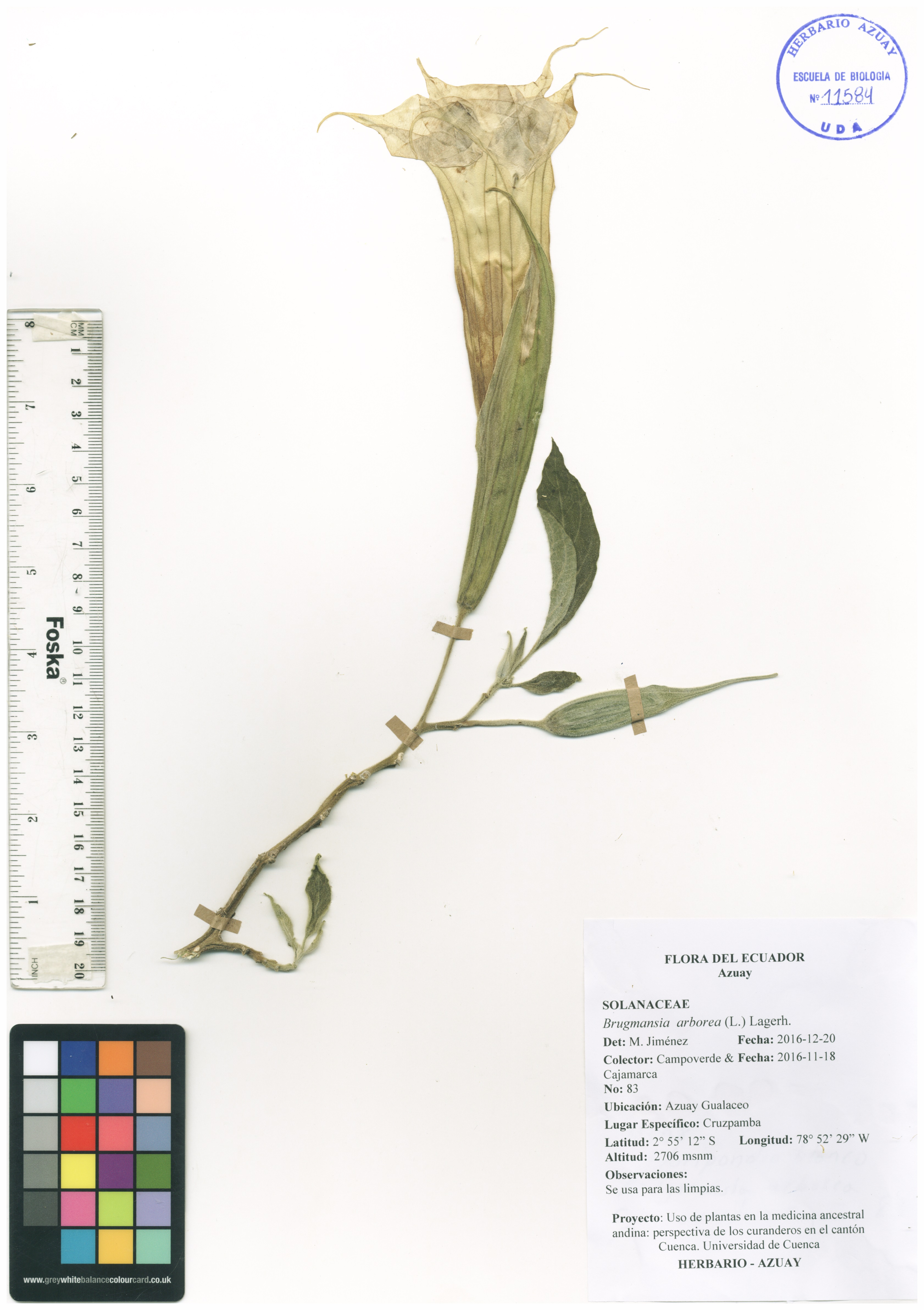 Brugmansia arborea (L.) Lagerh.
