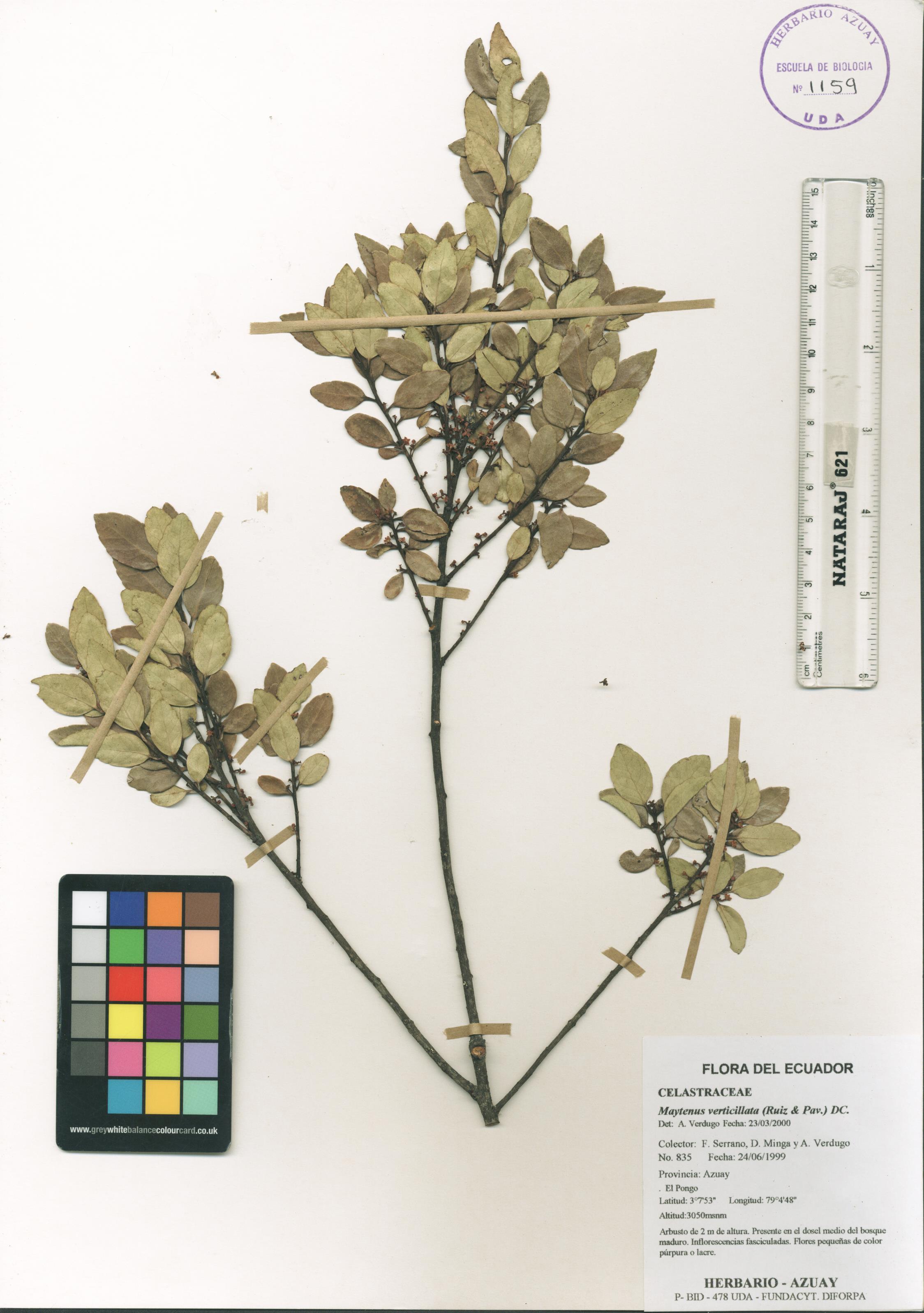 Maytenus verticillata (Ruiz & Pav.) DC.