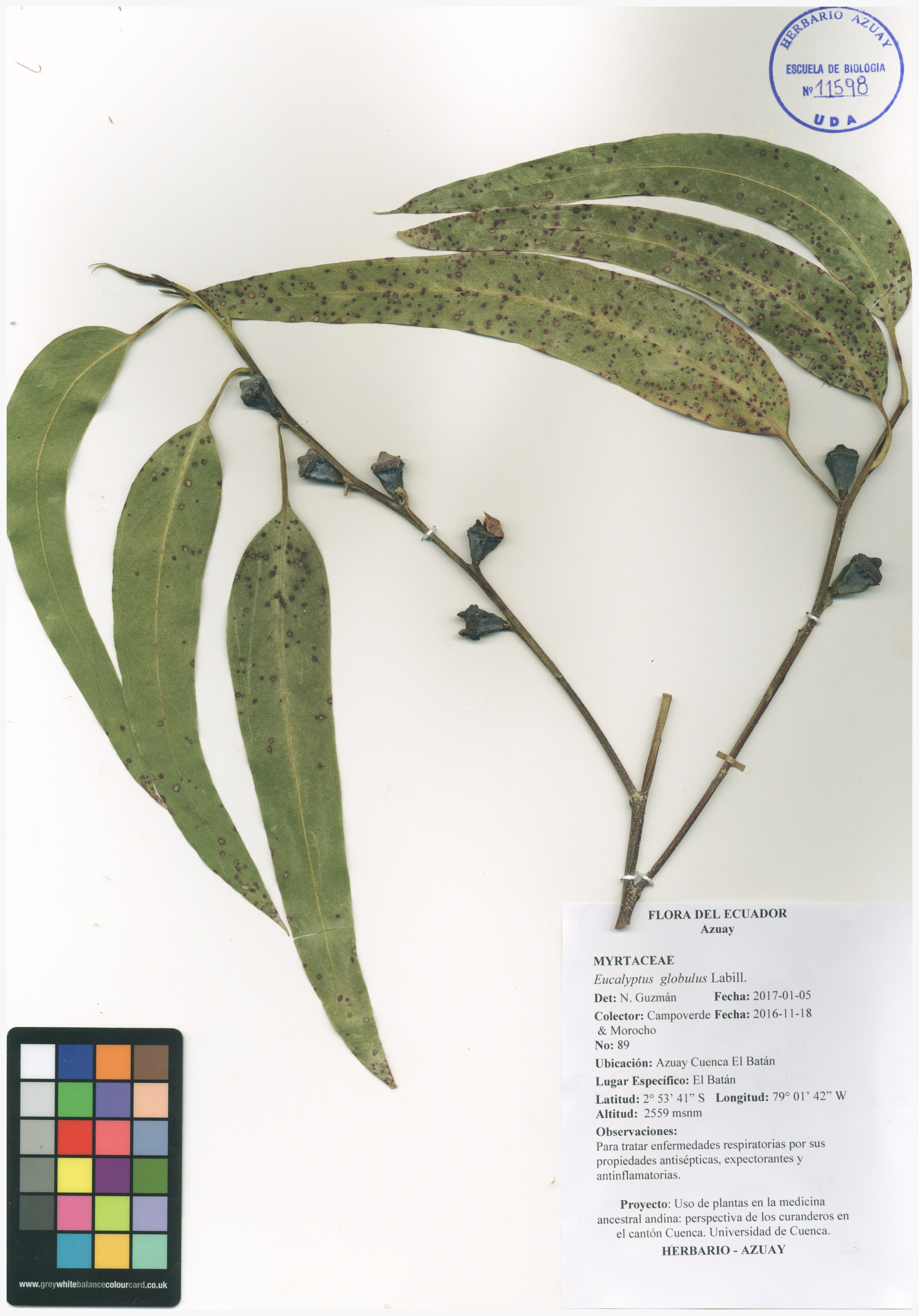 Eucalyptus globulus Labill.