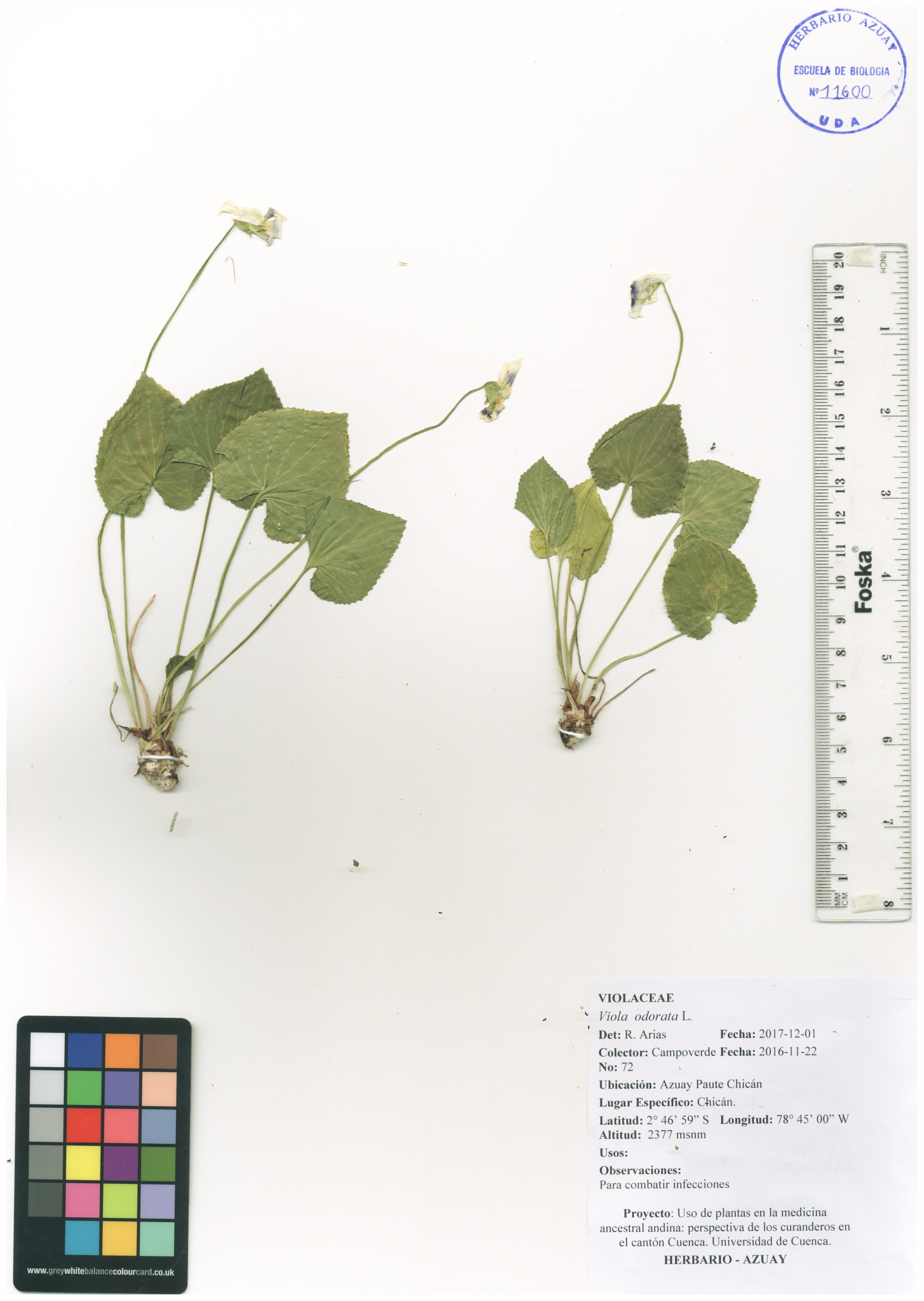 Viola odorata L.