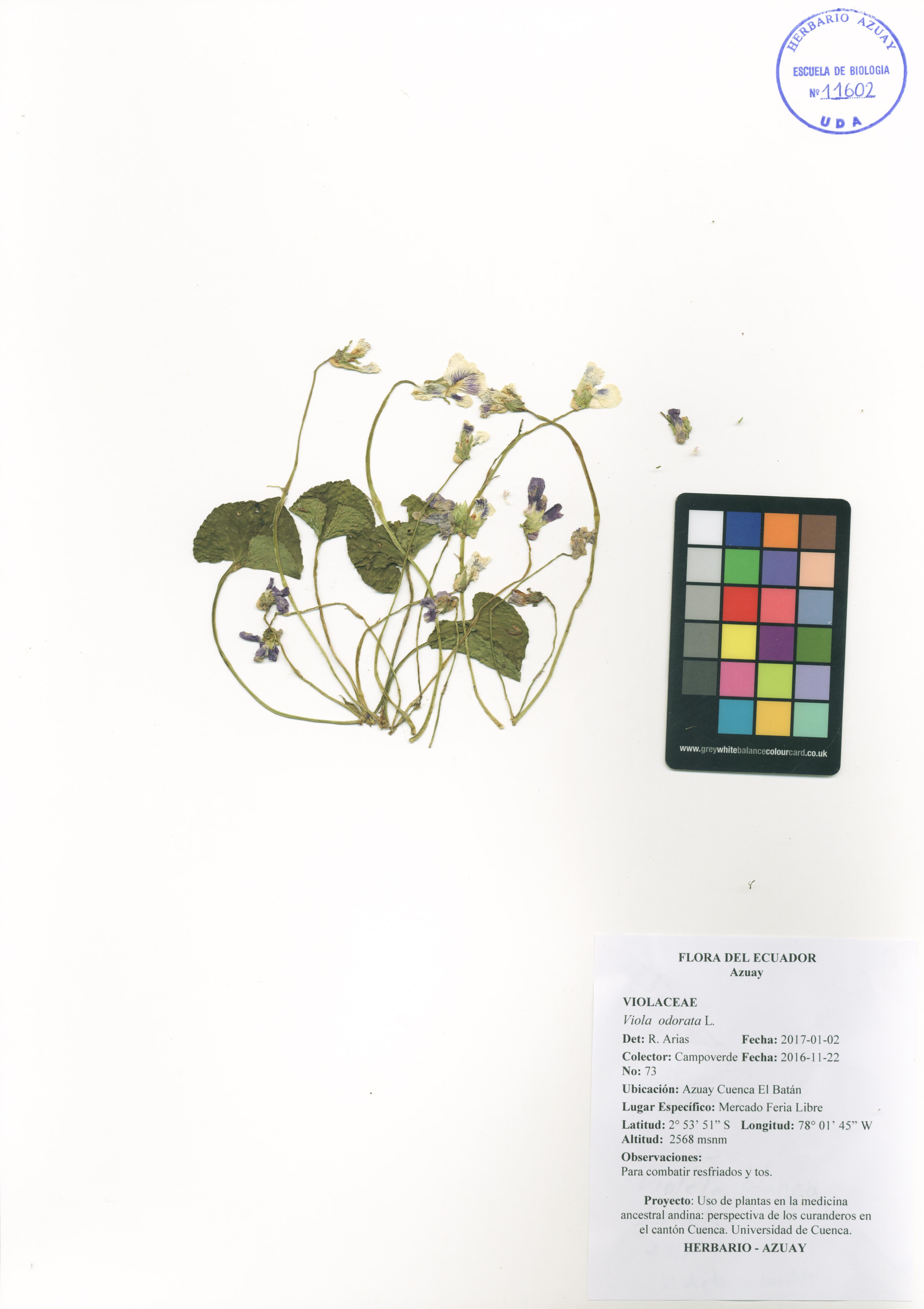 Viola odorata L.