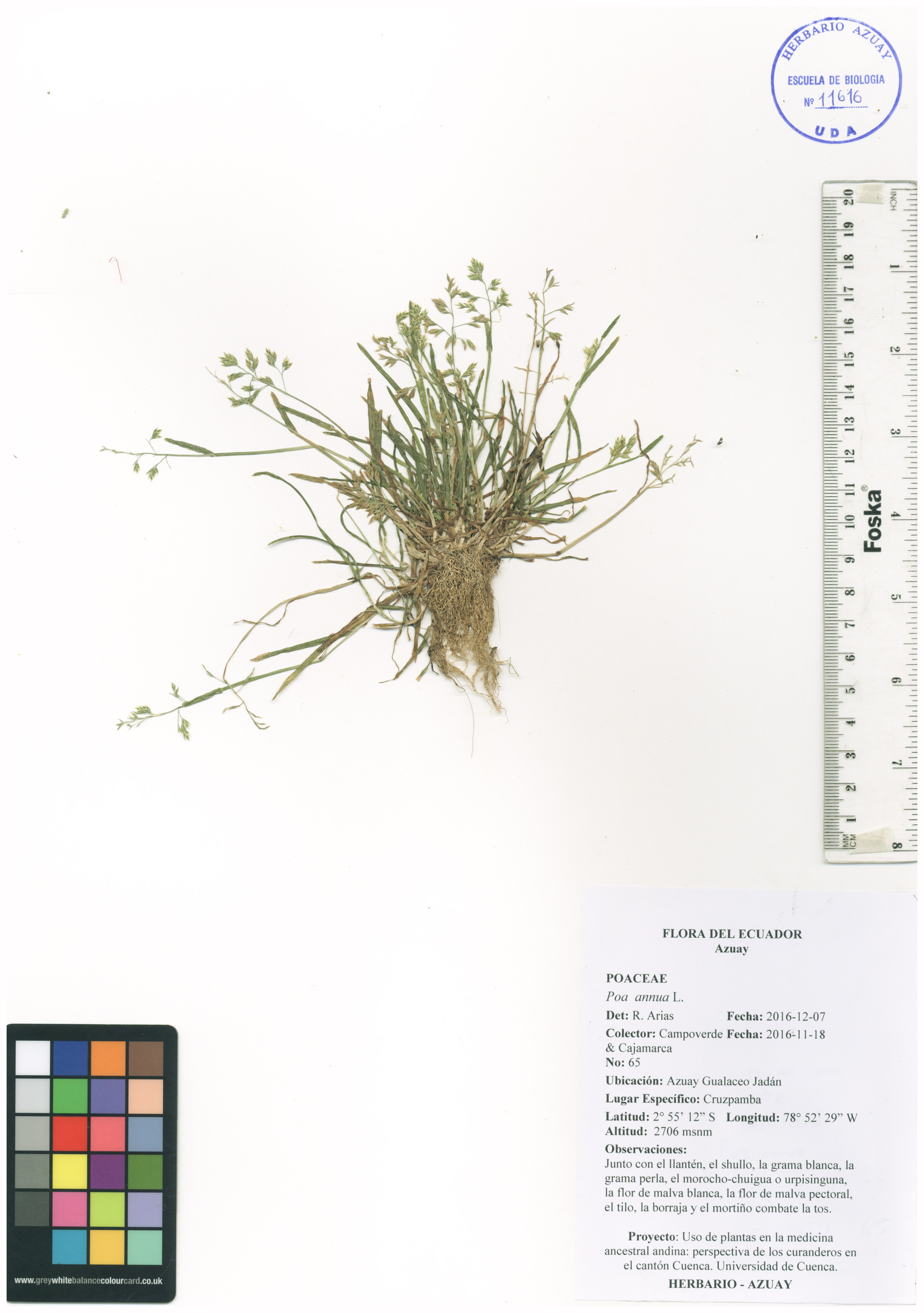 Poa annua L.