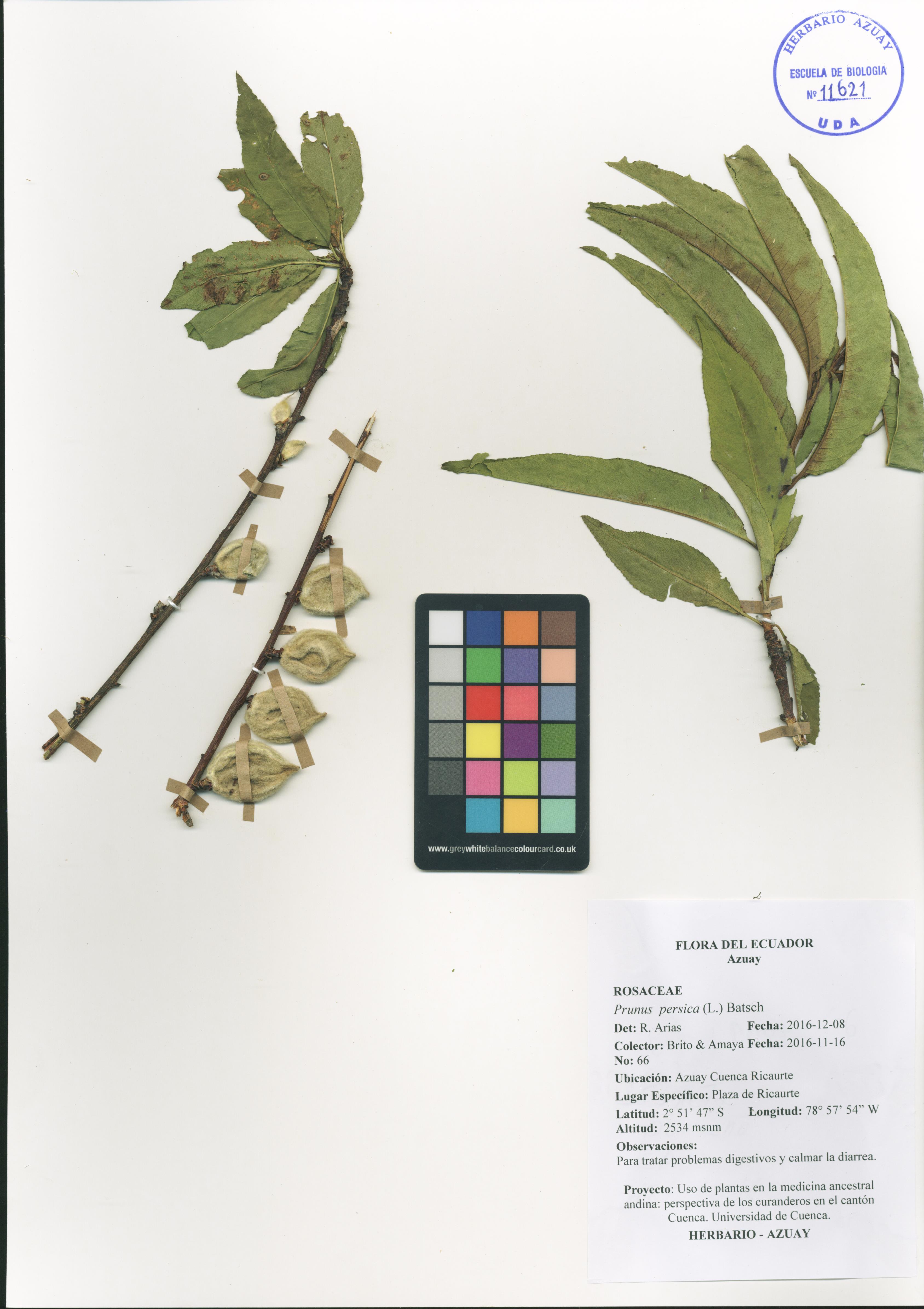 Prunus persica (L.) Batsch