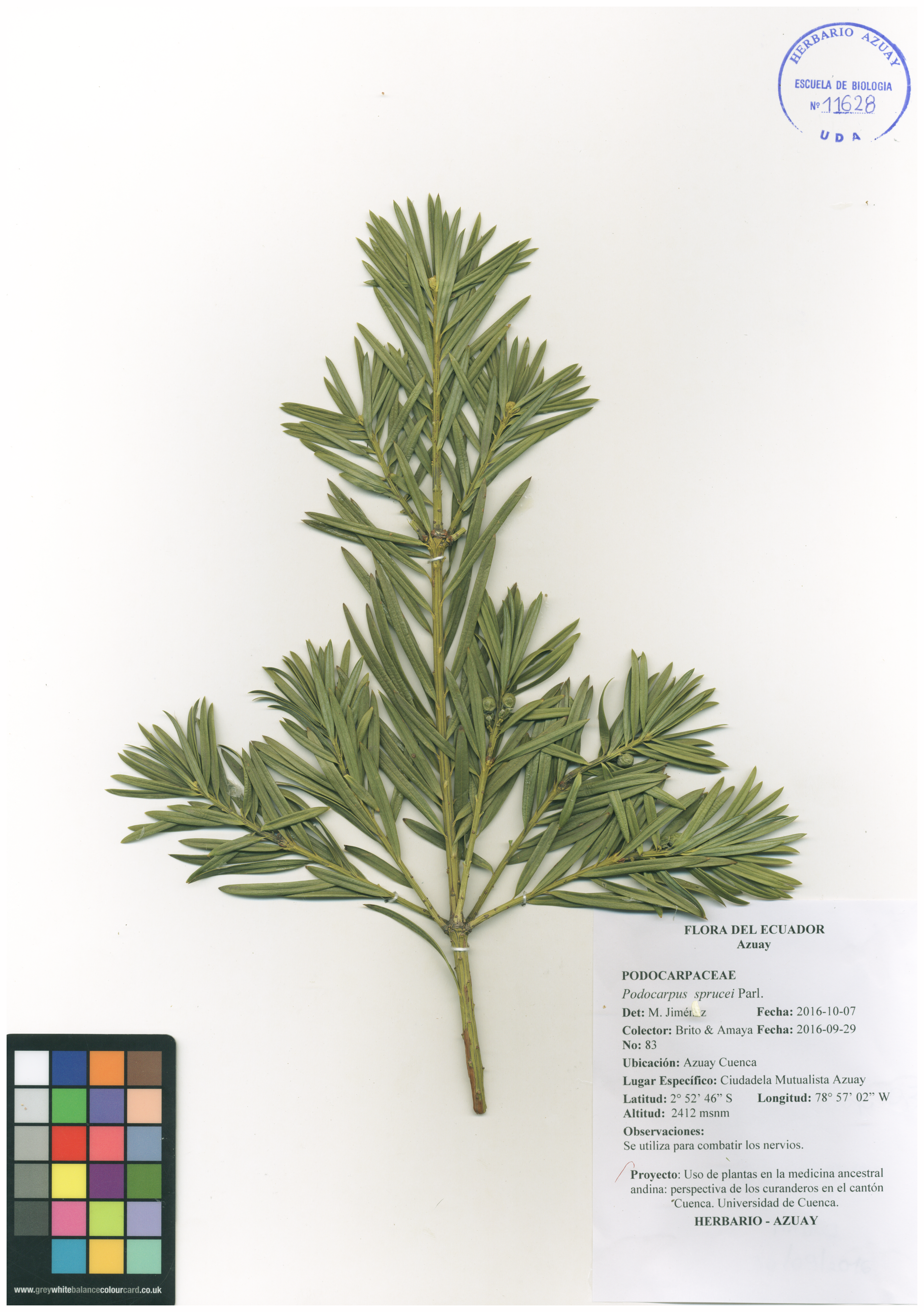 Podocarpus sprucei Parl.