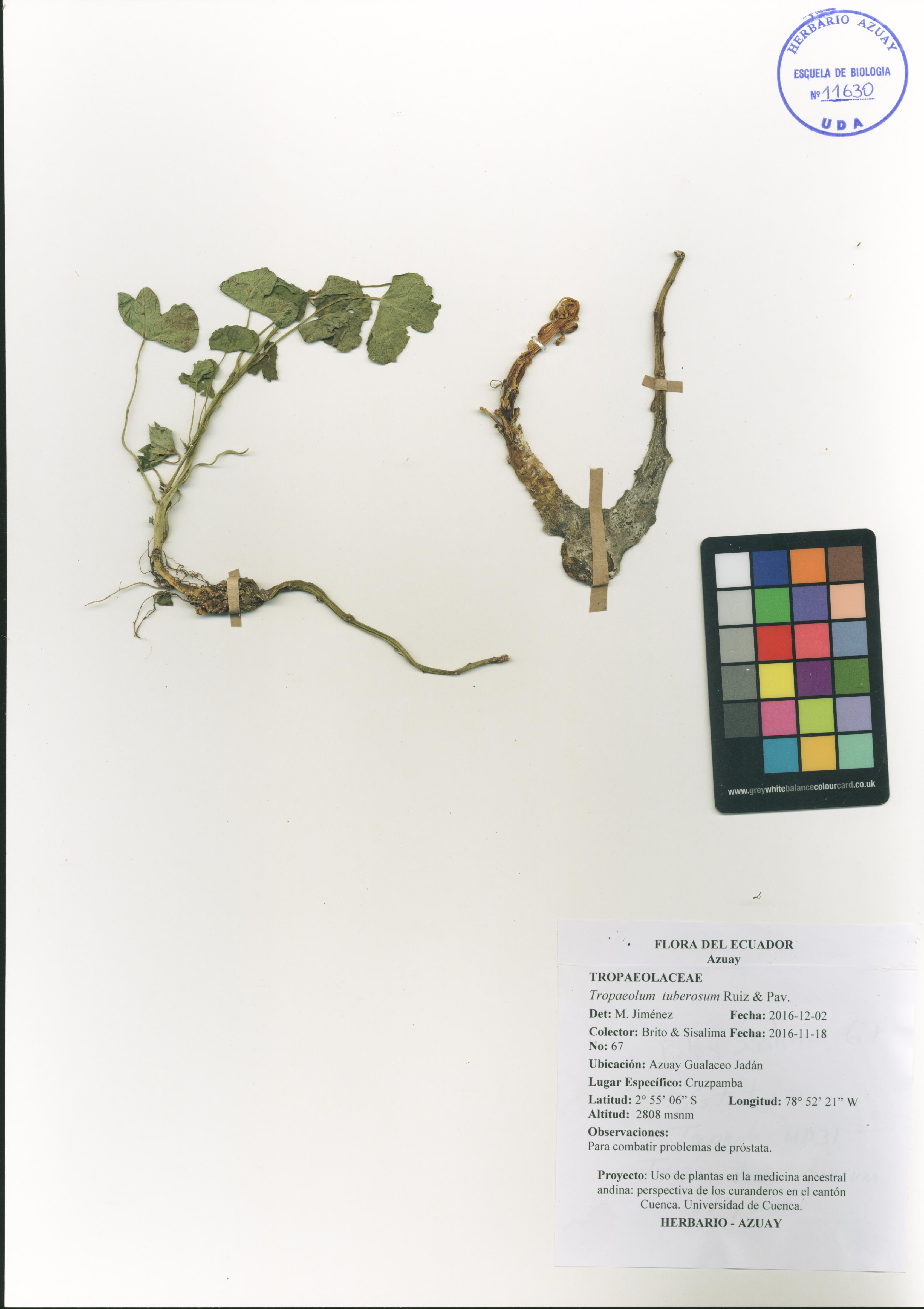 Tropaeolum tuberosum Ruiz & Pav.