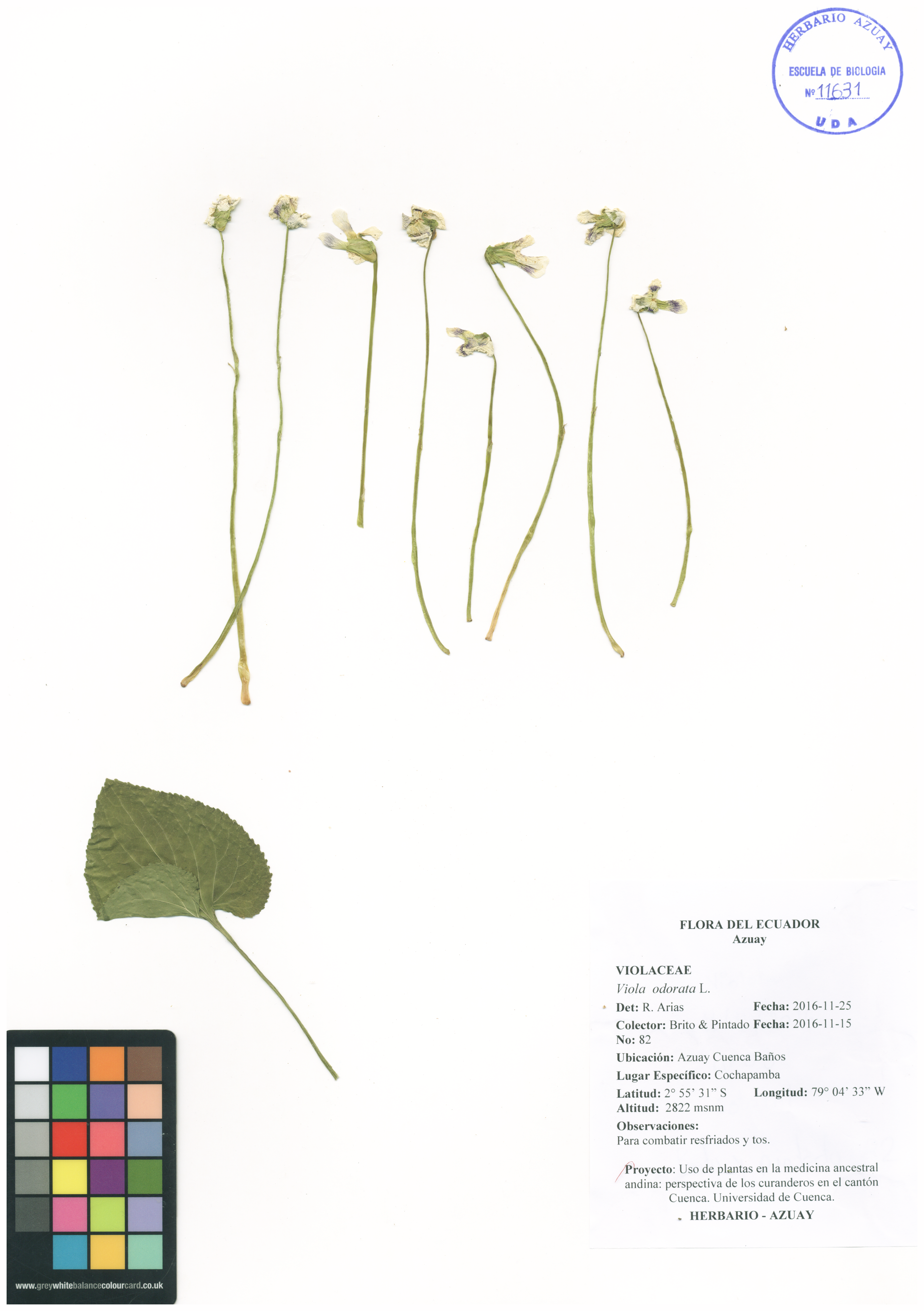 Viola odorata L.
