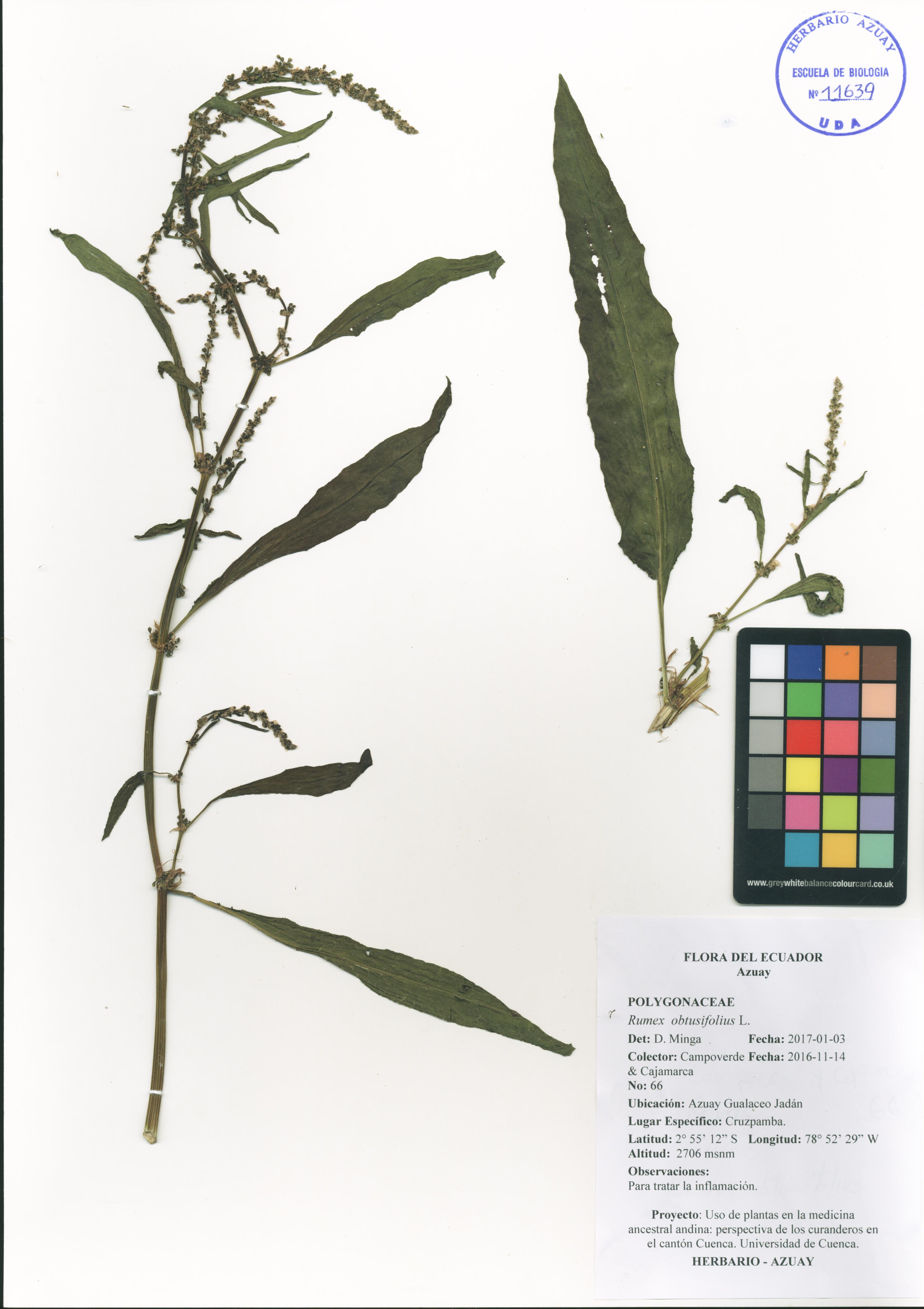 Rumex obtusifolius L.