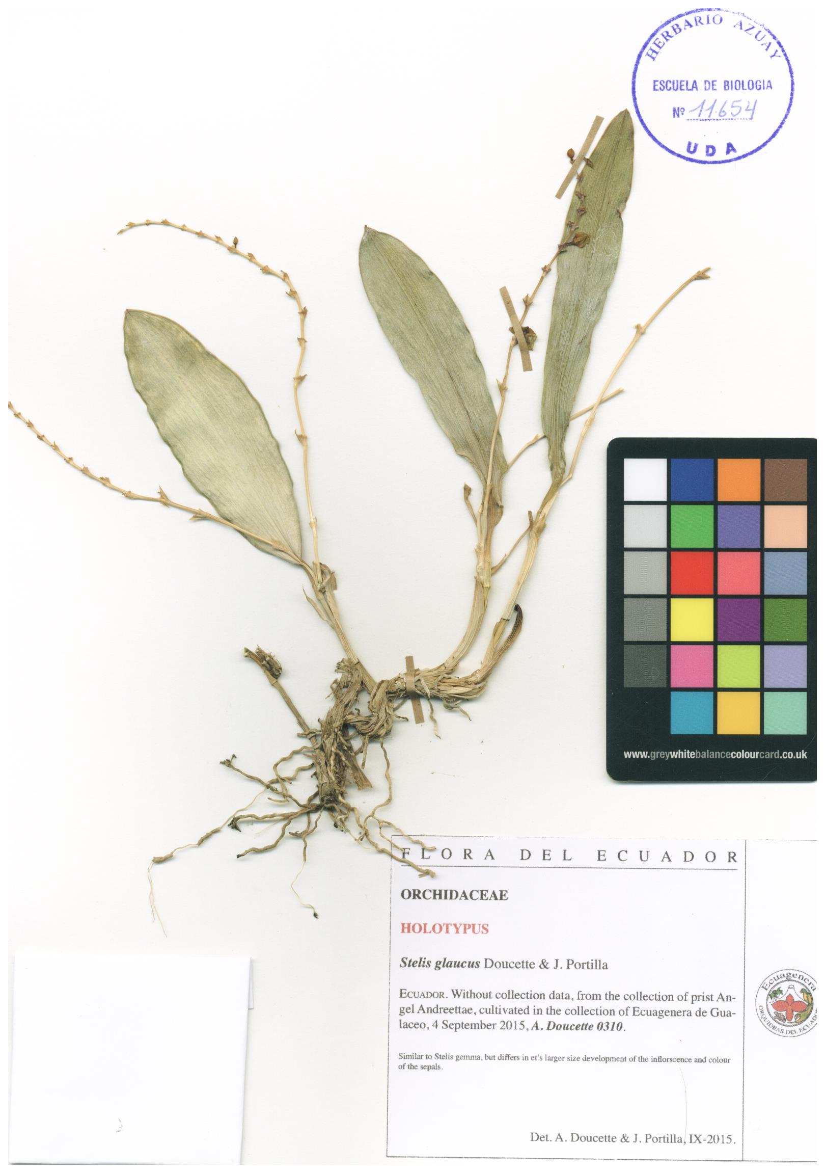 Stelis glaucus Doucette & J. Portilla sp, nov.
