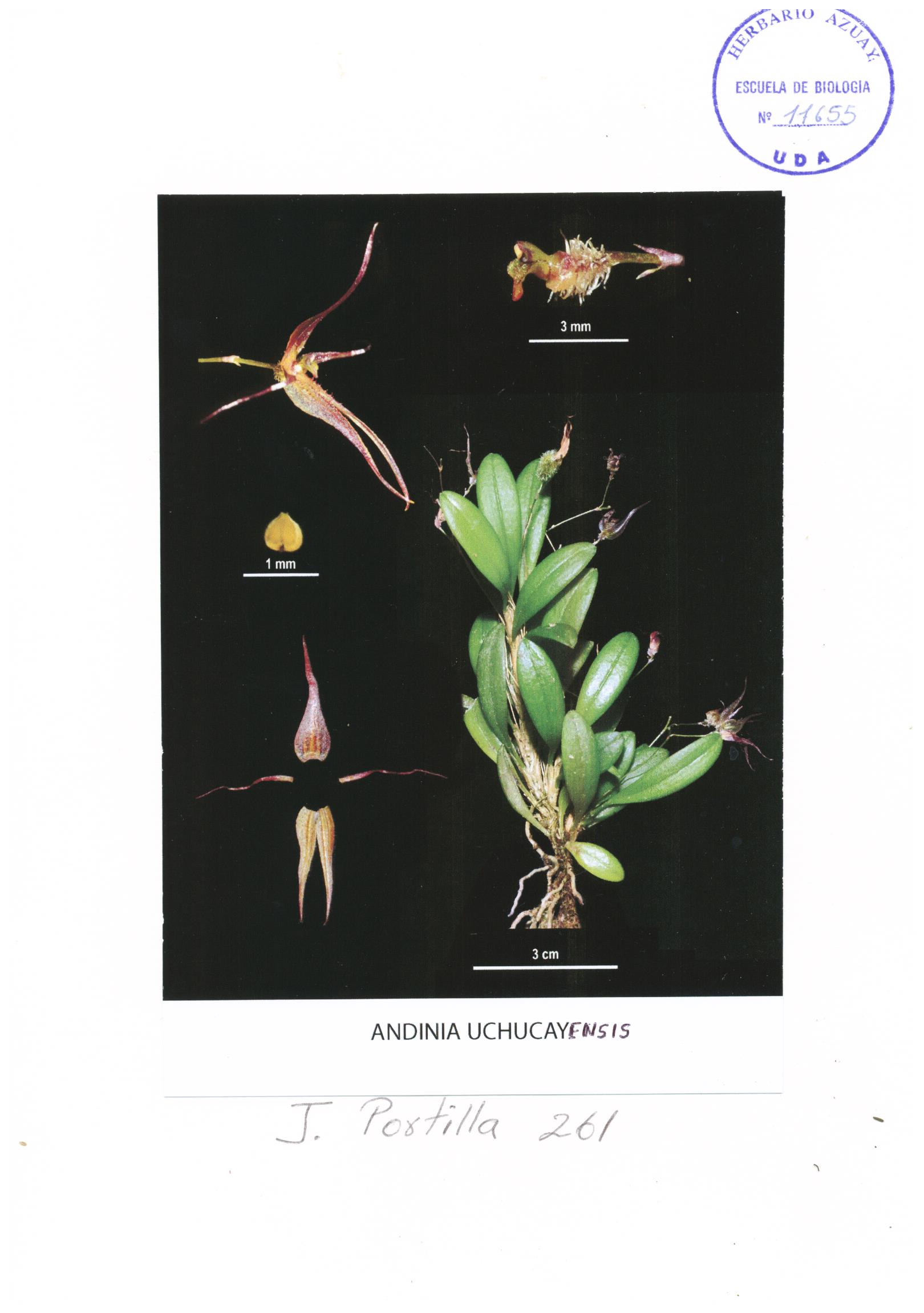 Andinia uchacayensis Doucette, J. Portilla & K. Cameron