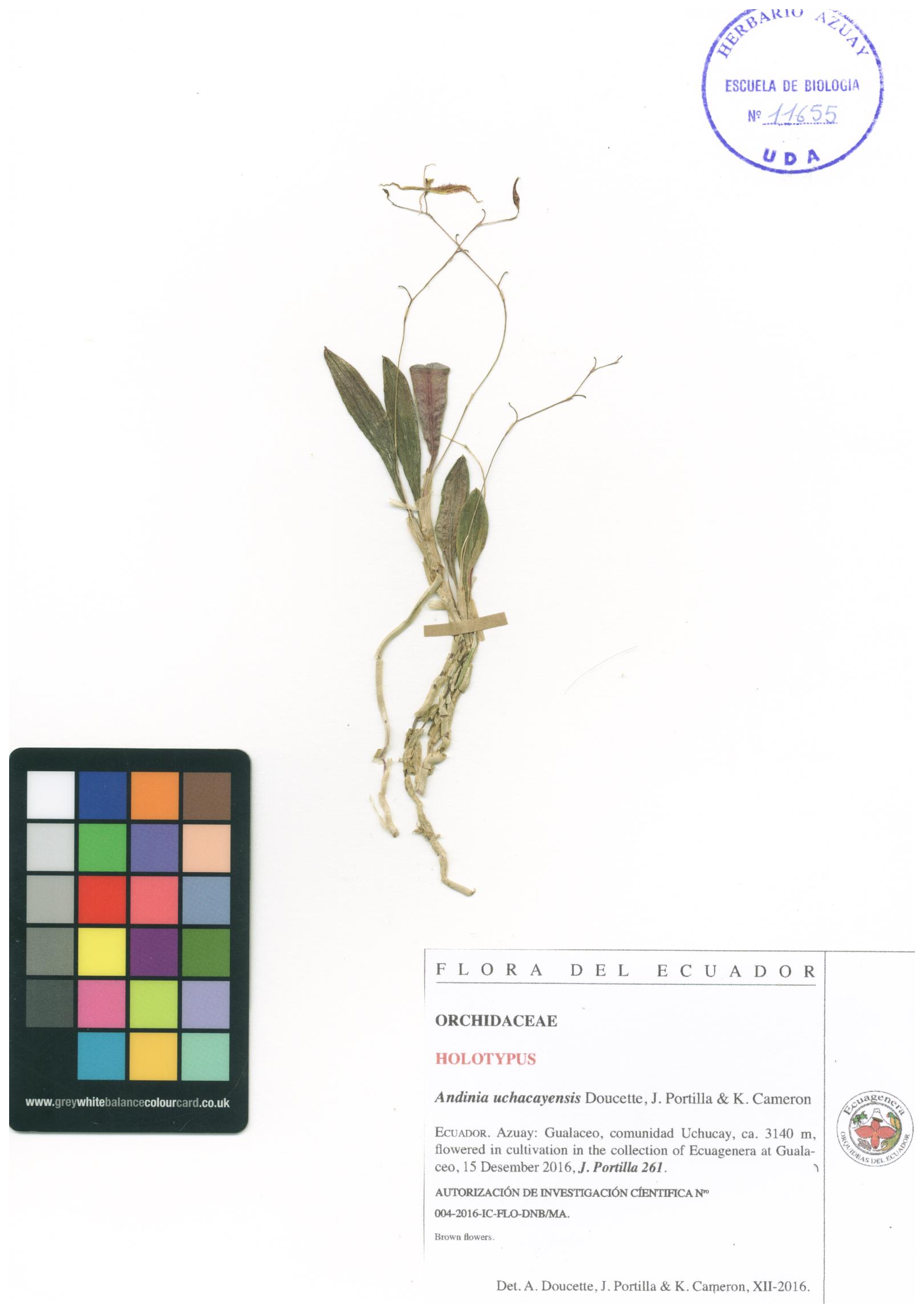 Andinia uchacayensis Doucette, J. Portilla & K. Cameron