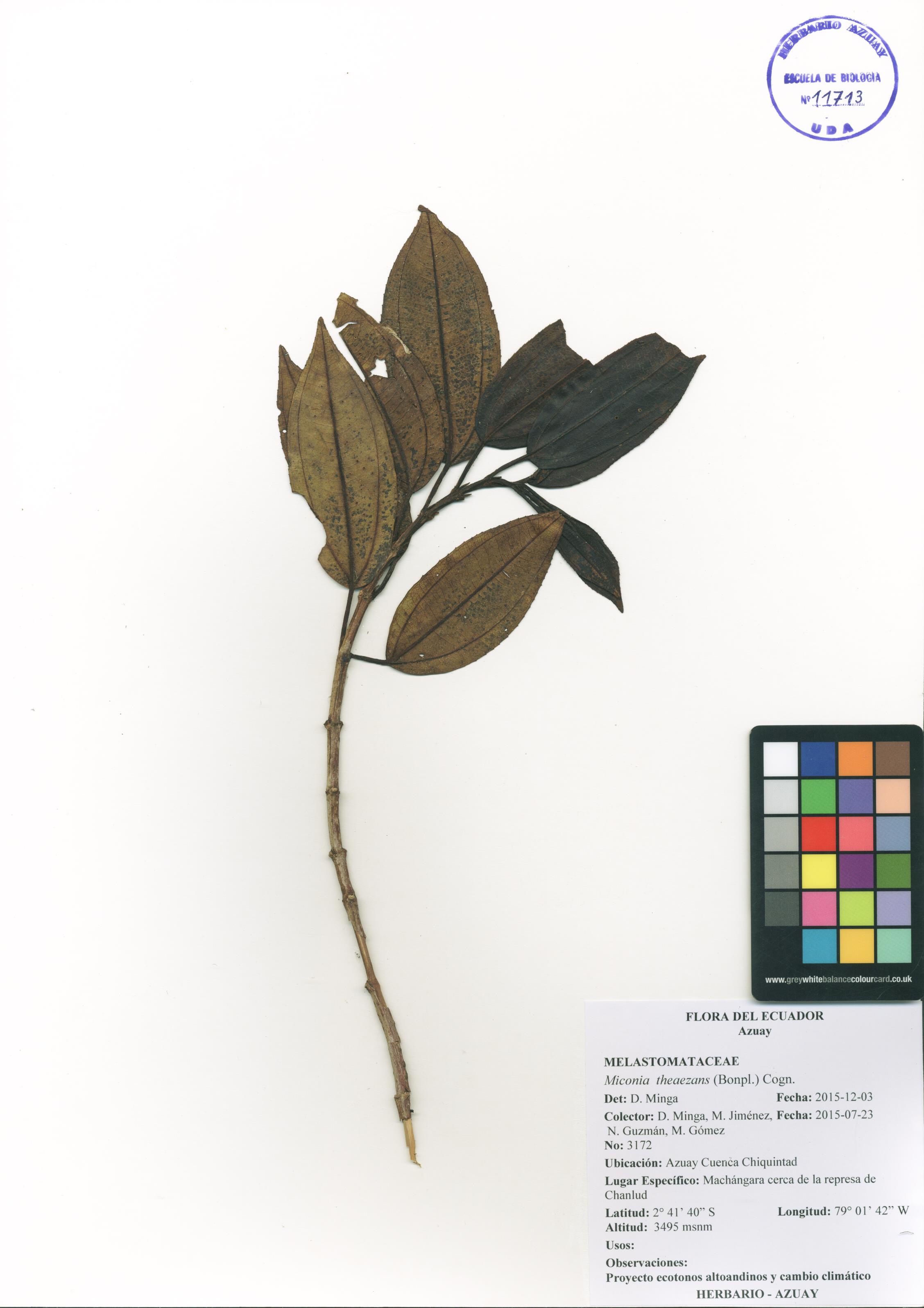 Miconia theaezans (Bonpl.) Cogn.