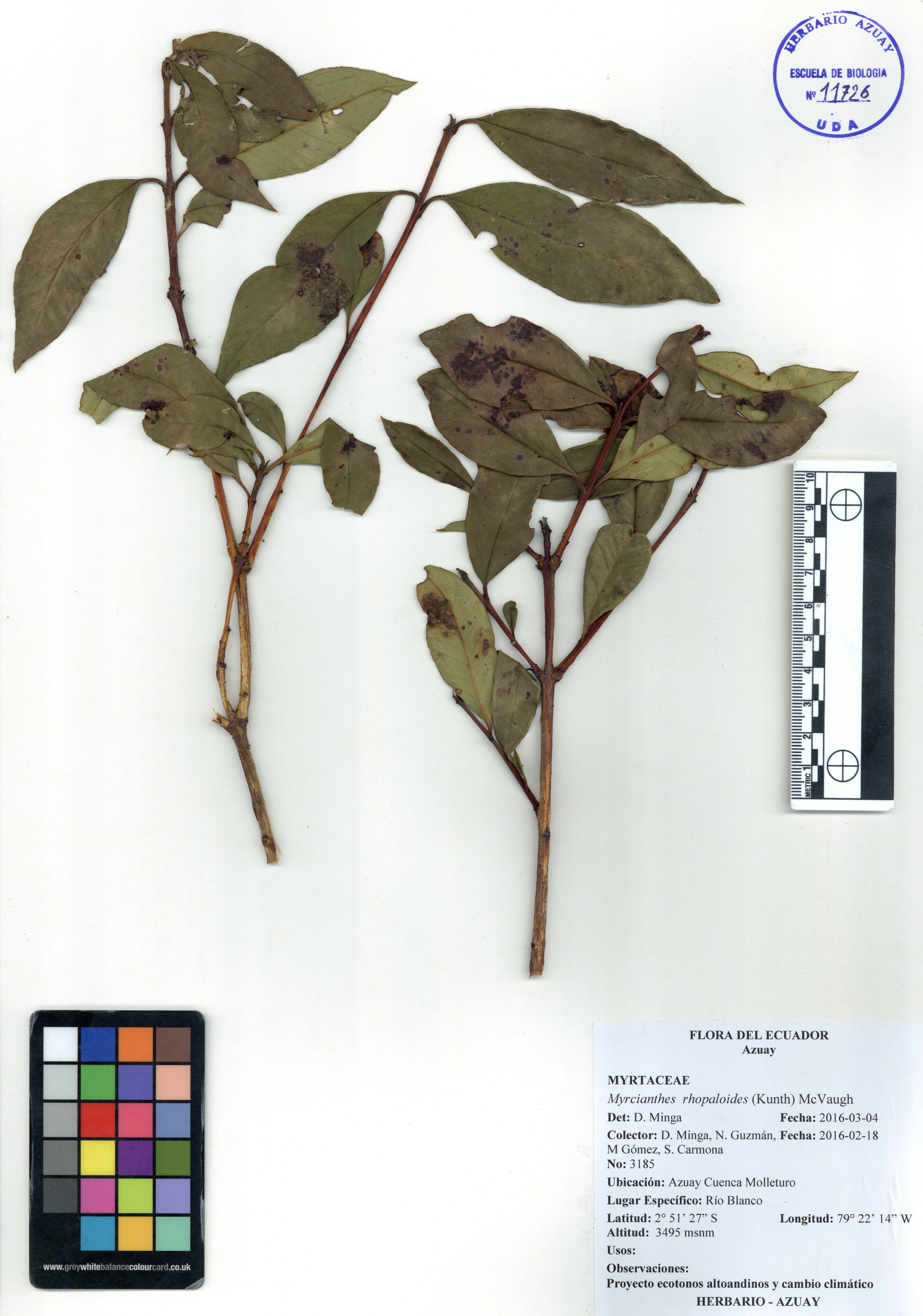 Myrcianthes rhopaloides (Kunth) McVaugh
