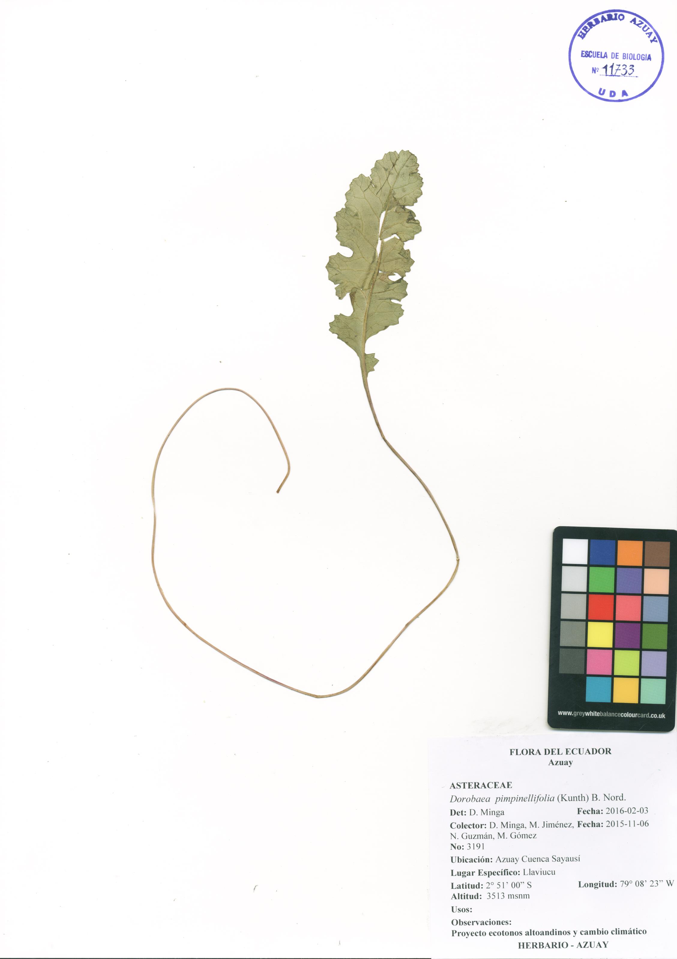 Dorobaea pimpinellifolia (Kunth) B. Nord.